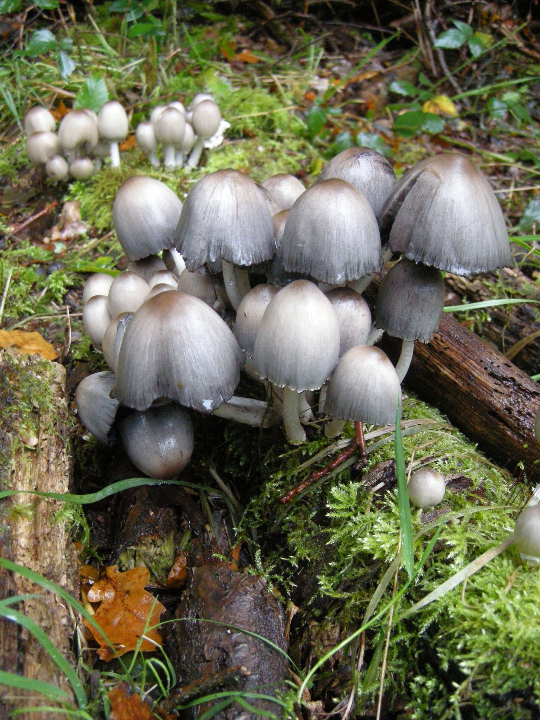 Coprinopsis_atramentarius