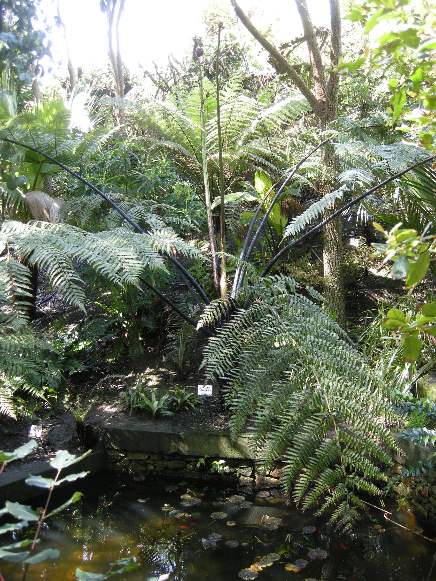 Afficher le média Cyathaea_medullaris Cyathaea_medullaris