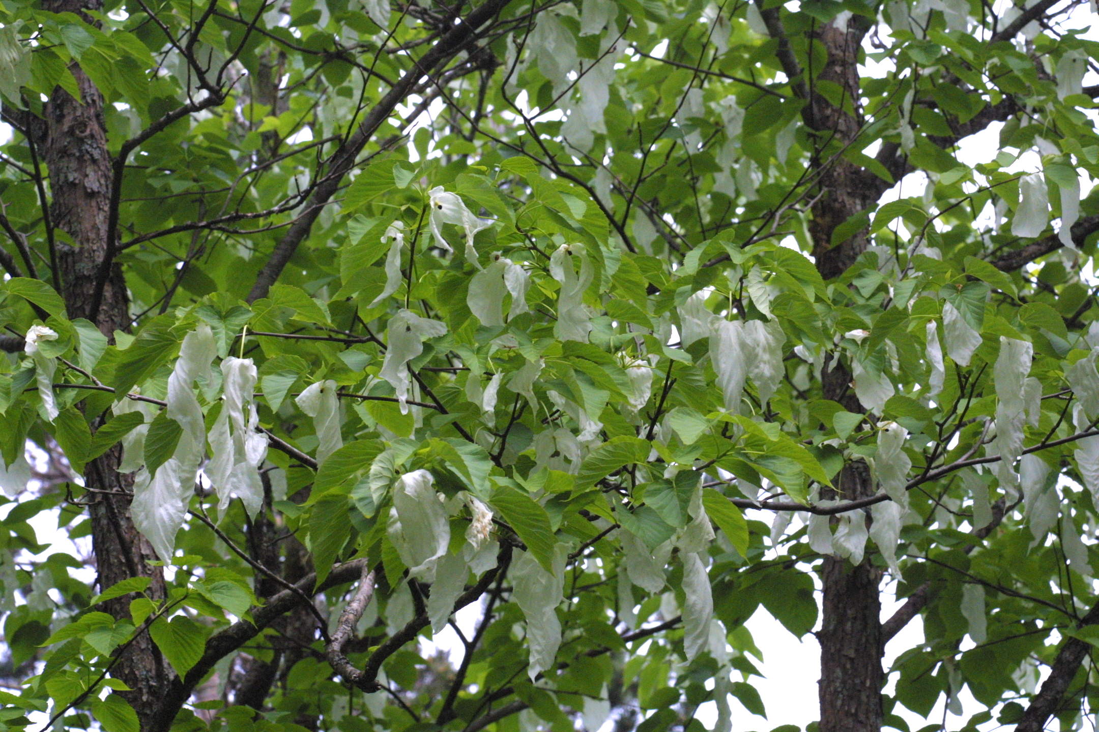 Afficher le média davidia_involucrata1md davidia_involucrata1md