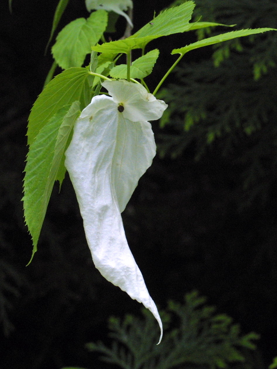 Afficher le média davidia_involucrata2amd davidia_involucrata2amd