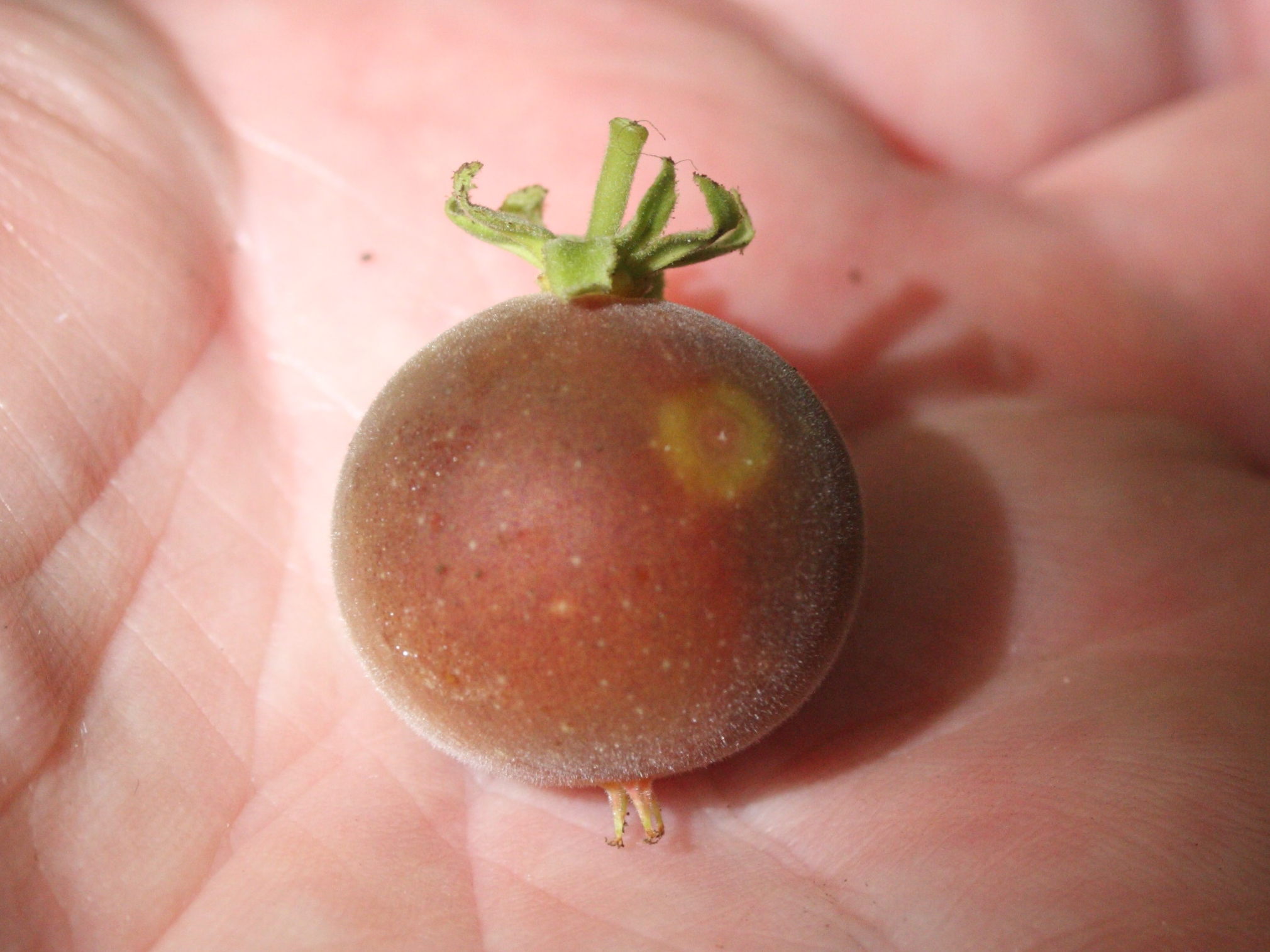 dovyalis_hebecarpa2md