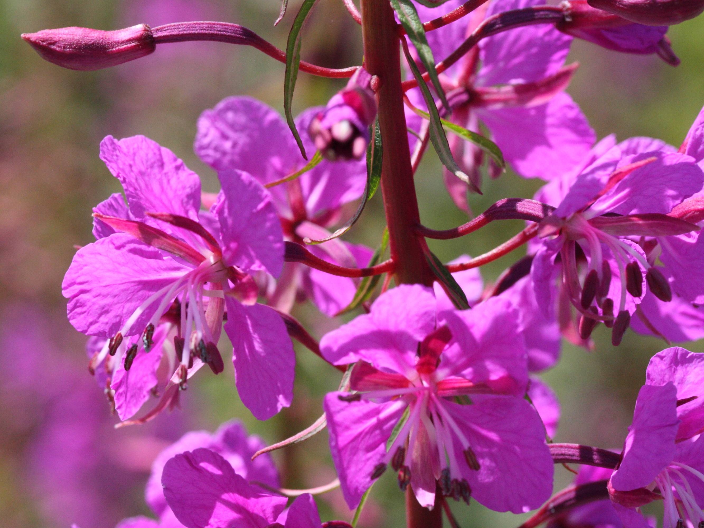 Afficher le média epilobium_angustifolium3bmd epilobium_angustifolium3bmd