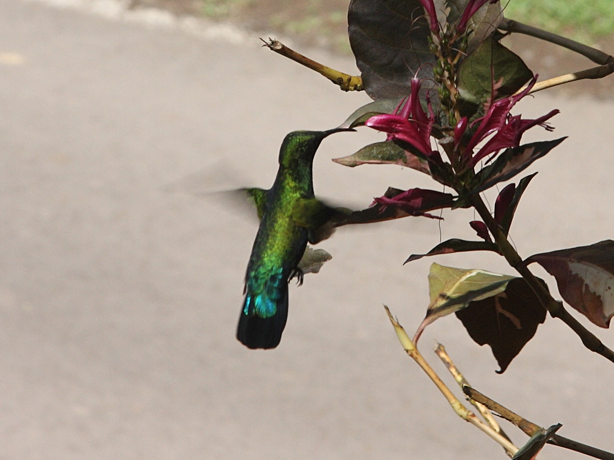 Eulampis_holosericeus