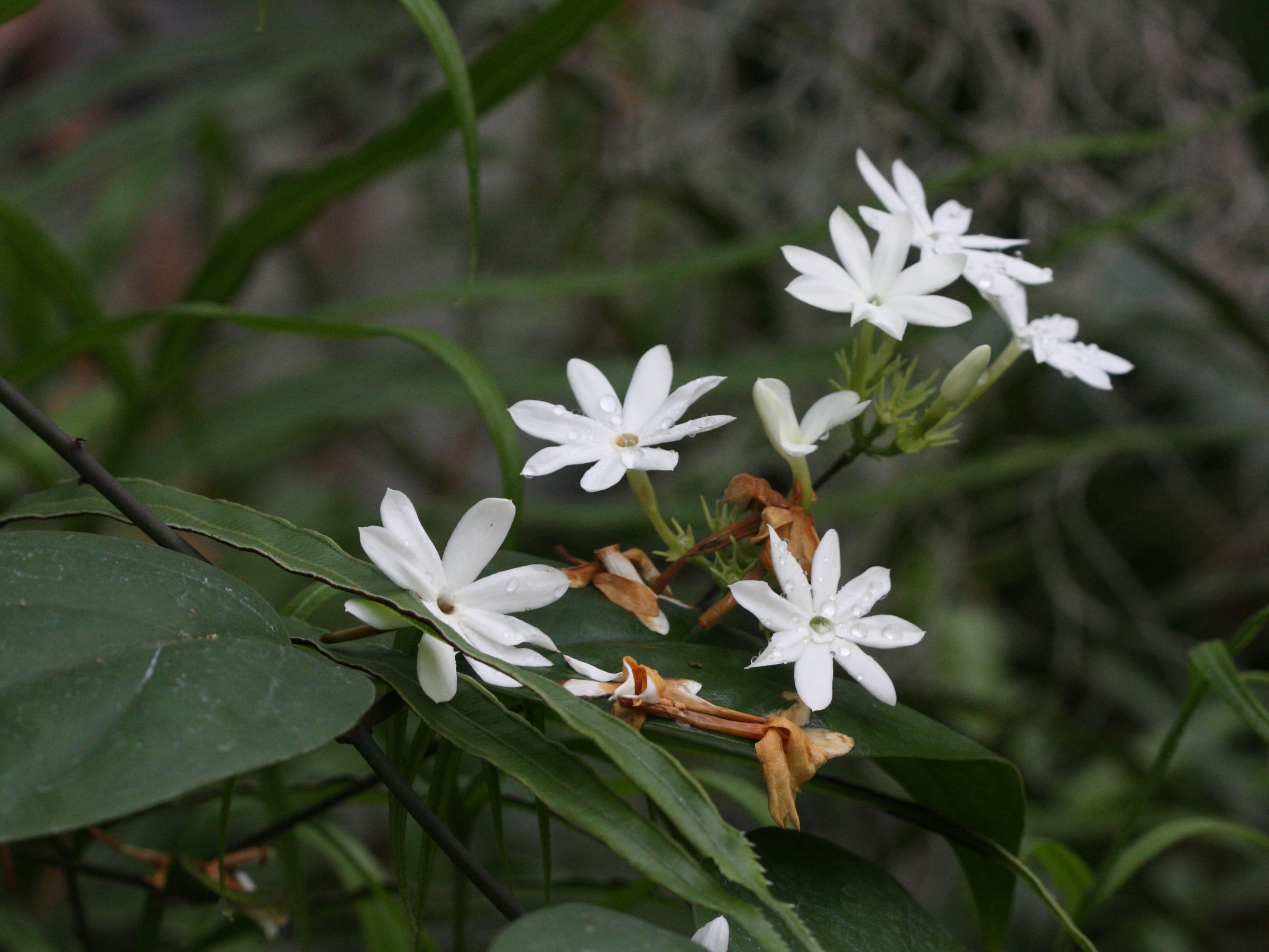 jasminum_maingayi1bd