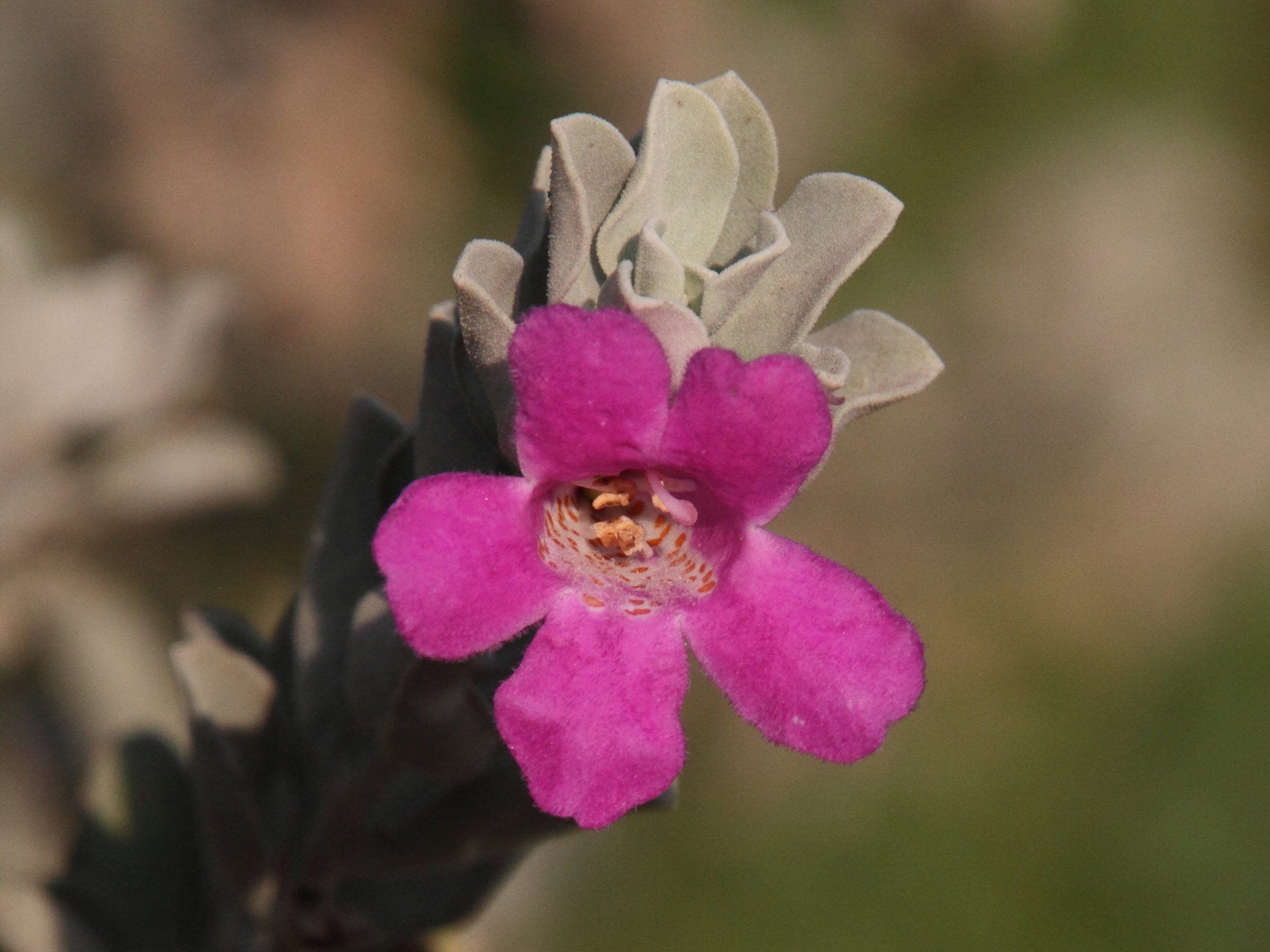 Afficher le média leucophyllum_frutescens4md leucophyllum_frutescens4md