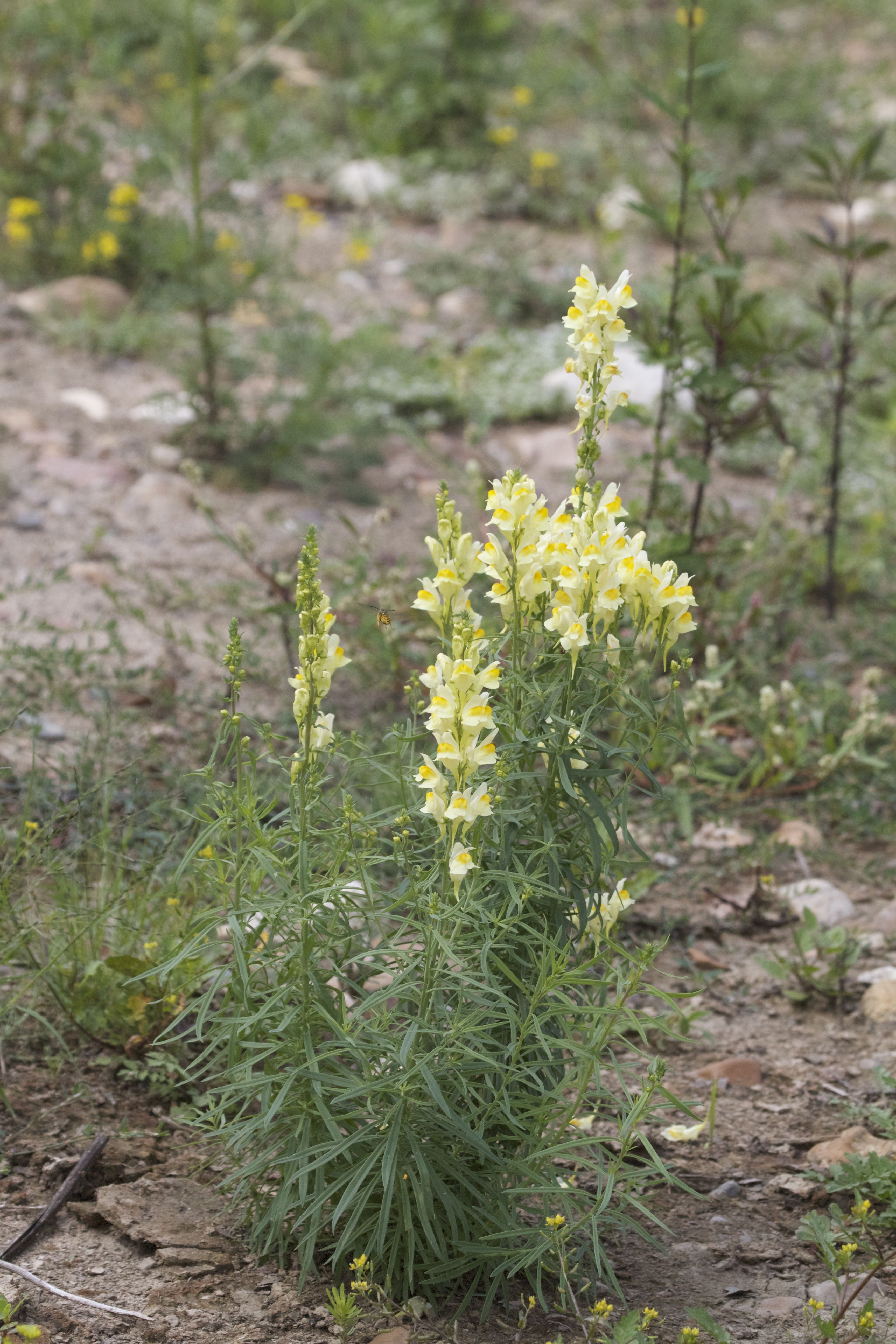 Afficher le média linaria_vulgaris1abd linaria_vulgaris1abd