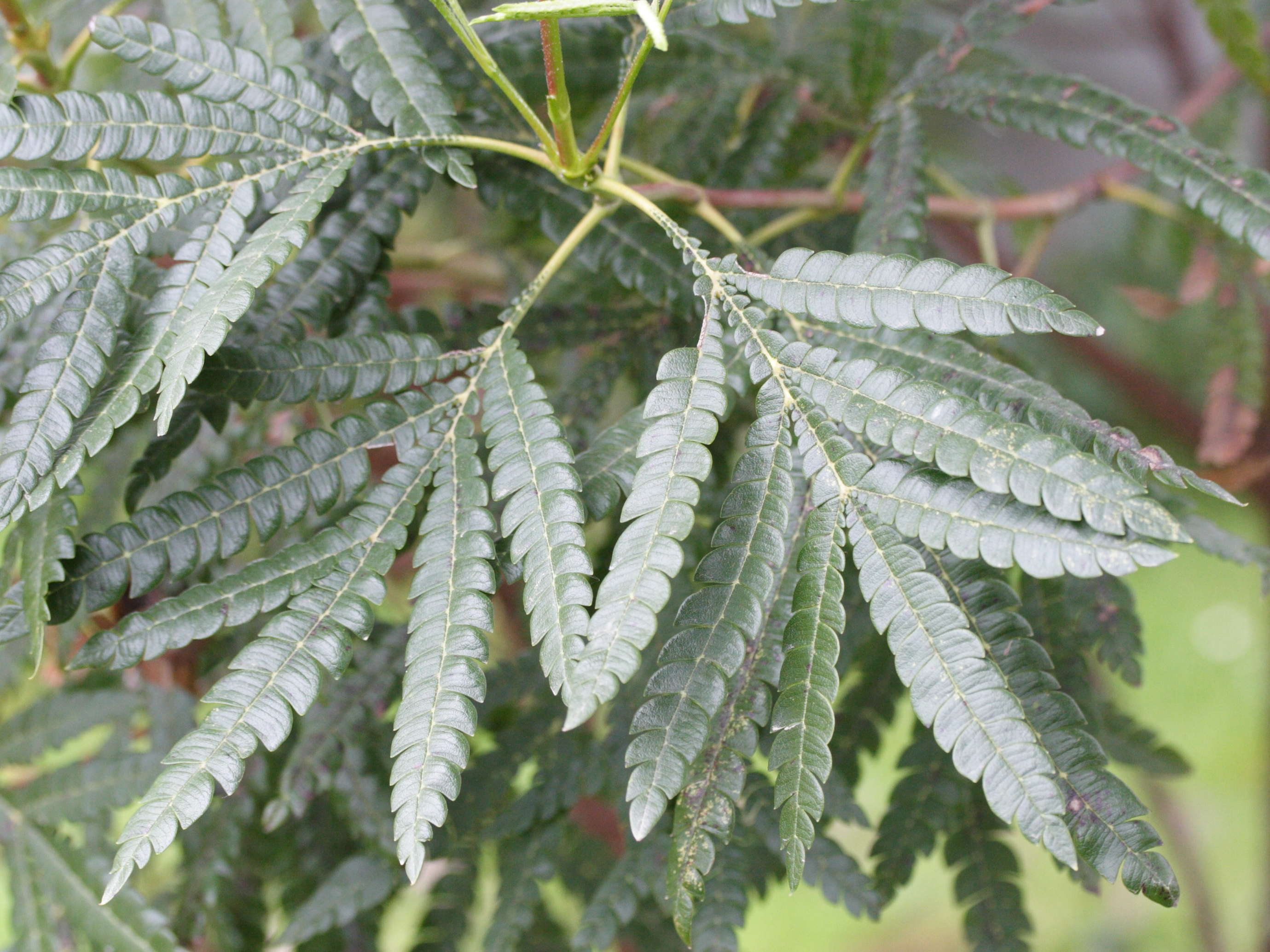 Afficher le média lyonothamnus_floribundus_aspleniifolia3md lyonothamnus_floribundus_aspleniifolia3md