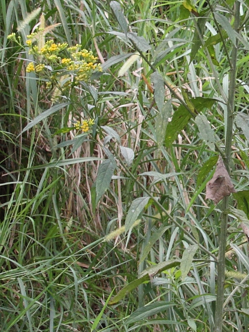 Afficher le média Neurlaena_lobata Neurlaena_lobata