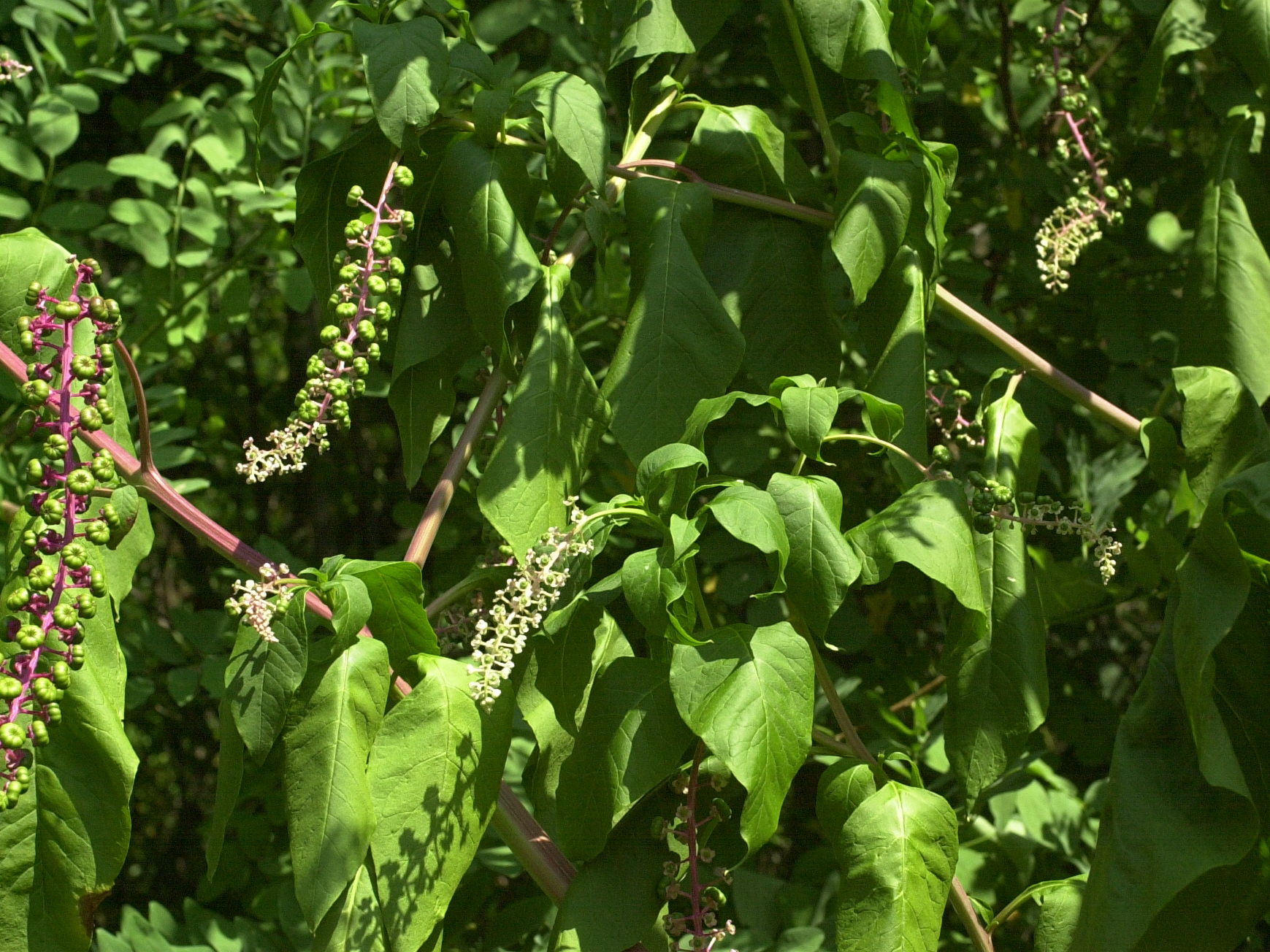 phytolacca_americana2md