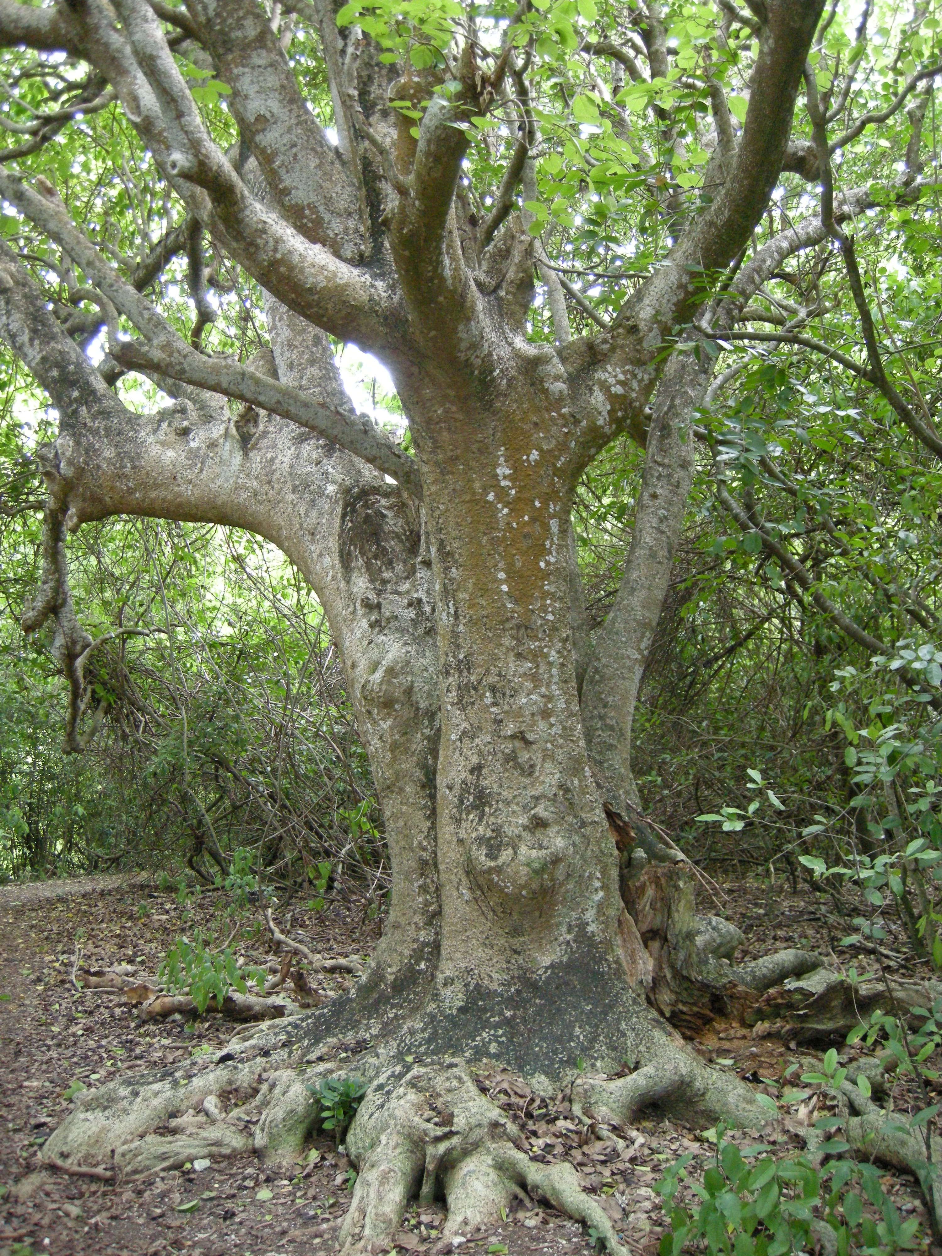 pisonia_subcordata4md