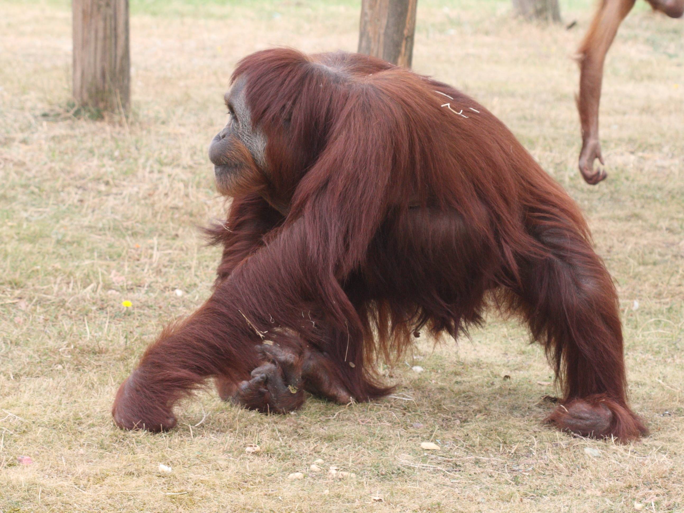 Pongo_pygmaeus