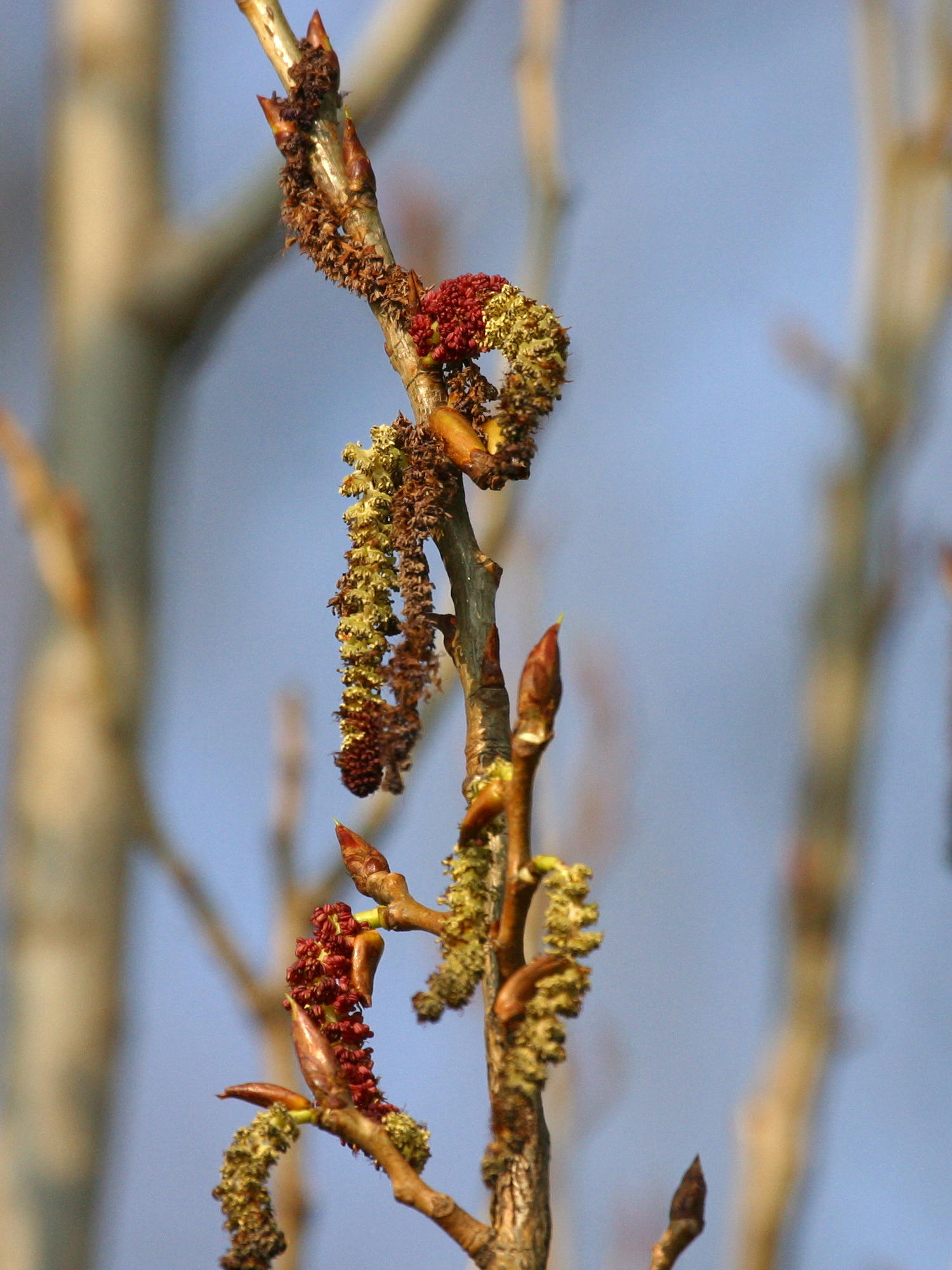 populus_nigra_italica2bd