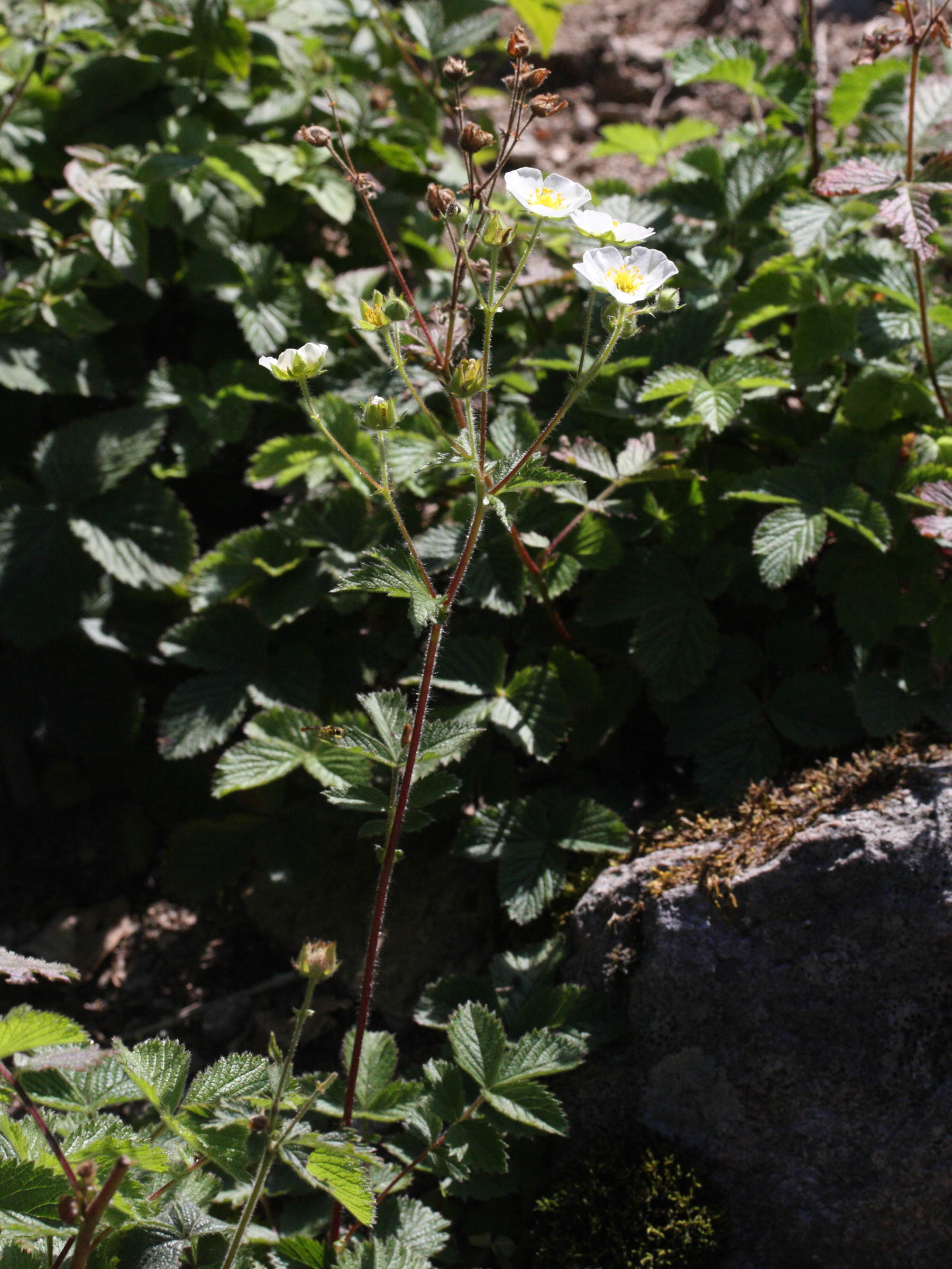 Afficher le média potentilla_rupestris1md potentilla_rupestris1md