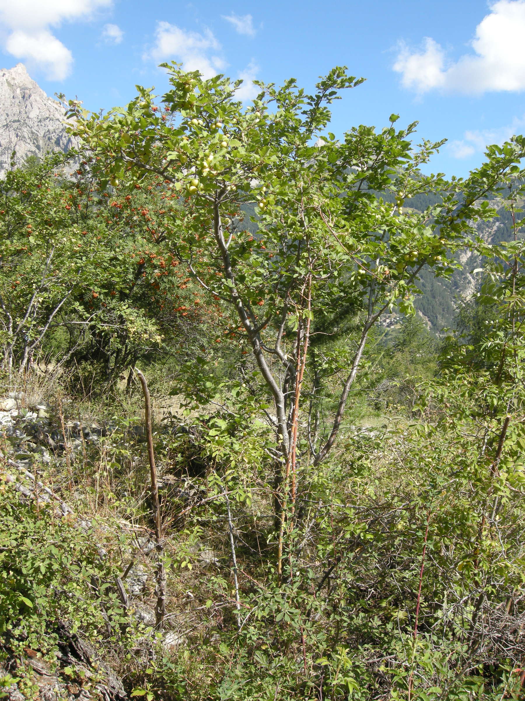 prunus_brigantina5md