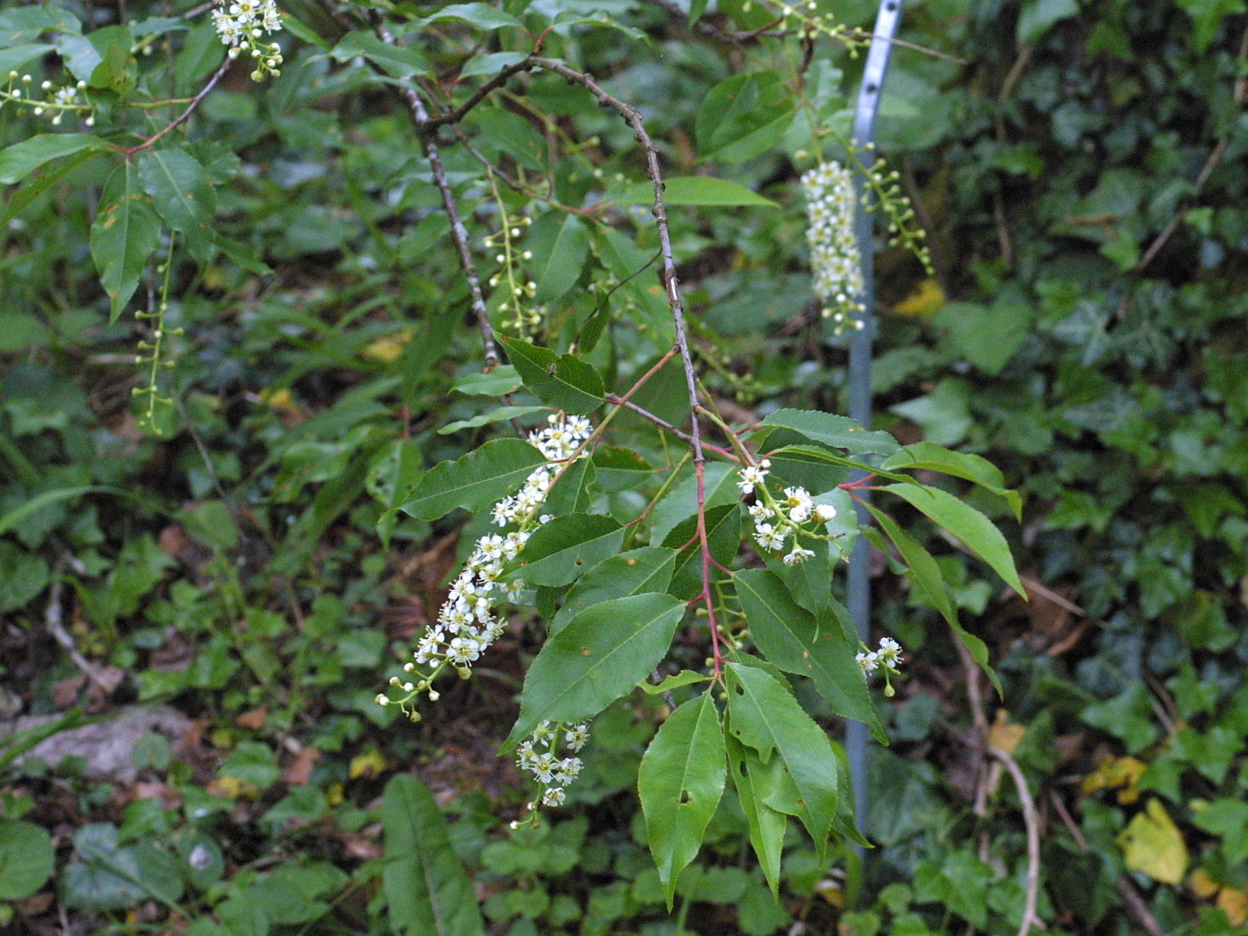 Afficher le média prunus_capuli2md prunus_capuli2md