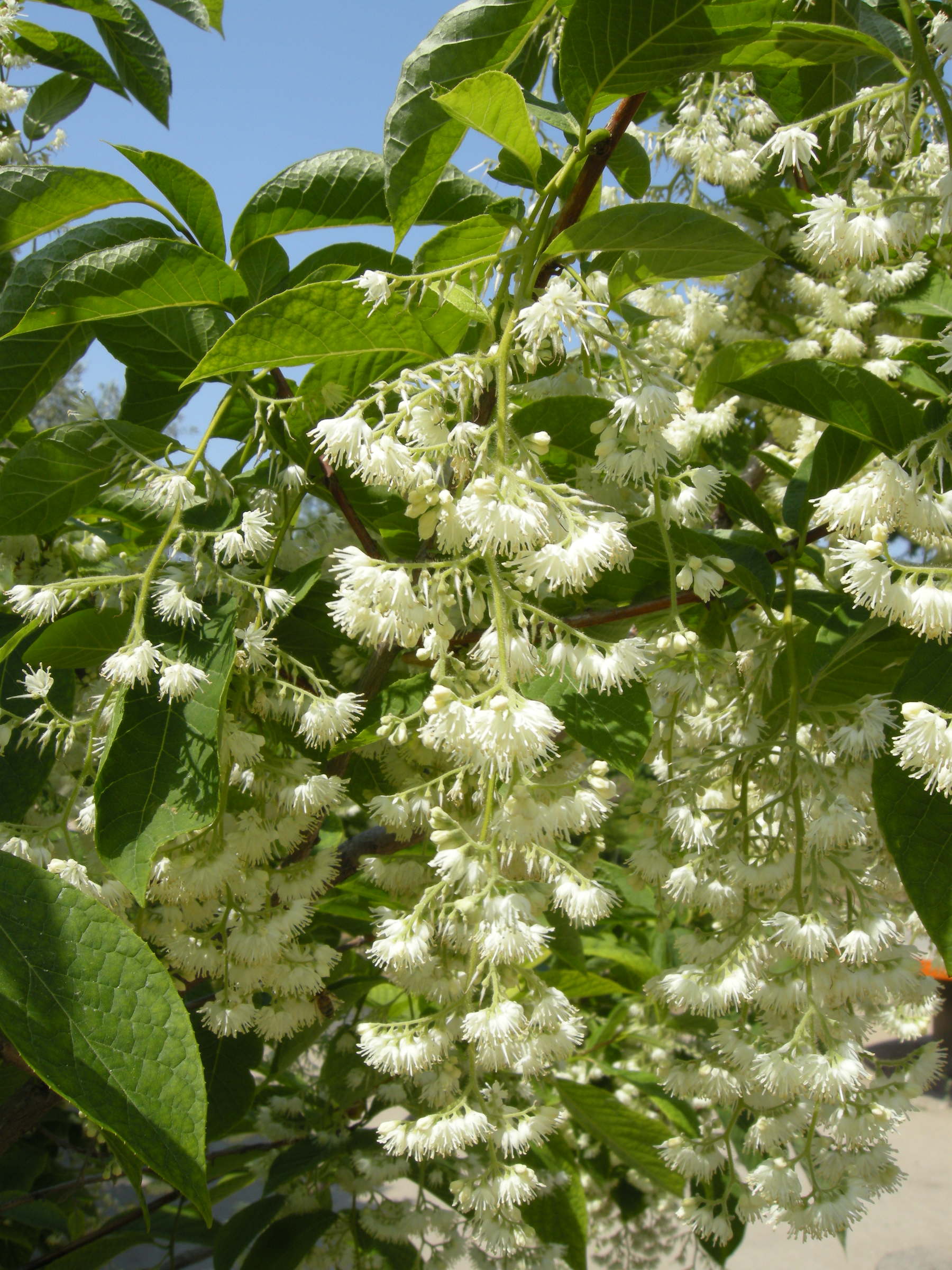 Afficher le média pterostyrax_hispida2md pterostyrax_hispida2md