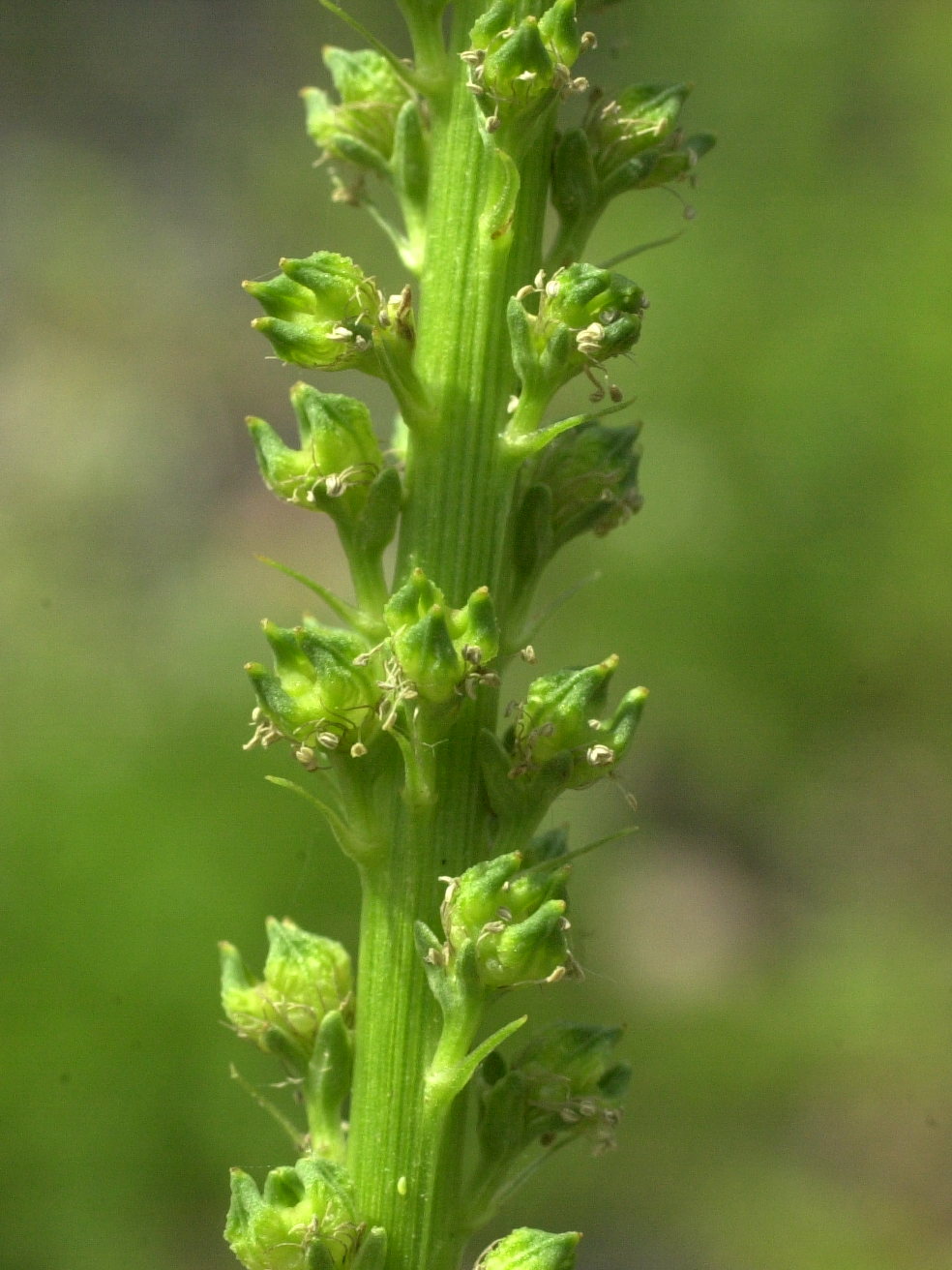 reseda_luteola3md