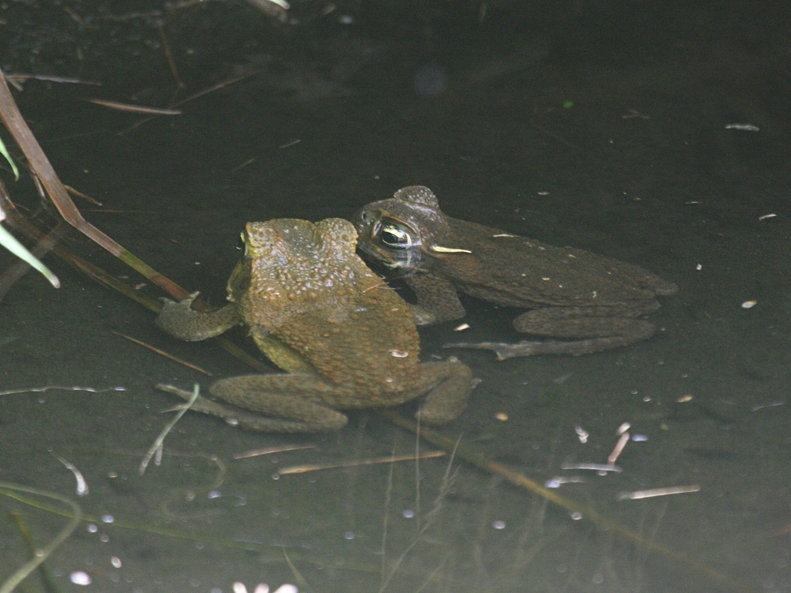 Rhinella_marina