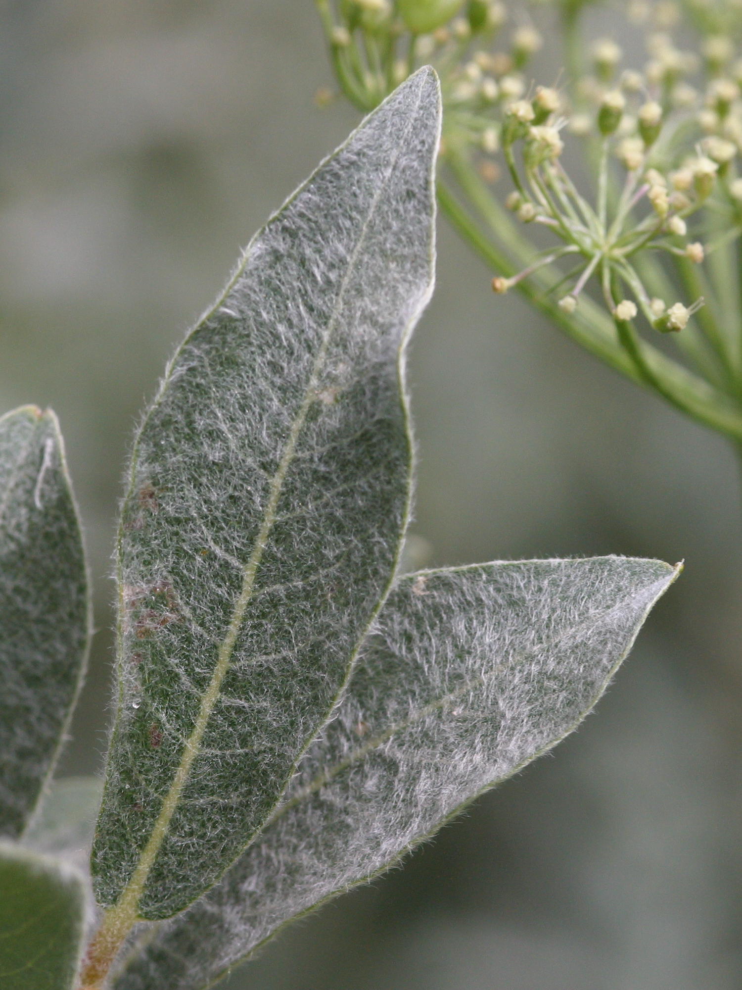 Afficher le média salix_lapponum2bd salix_lapponum2bd