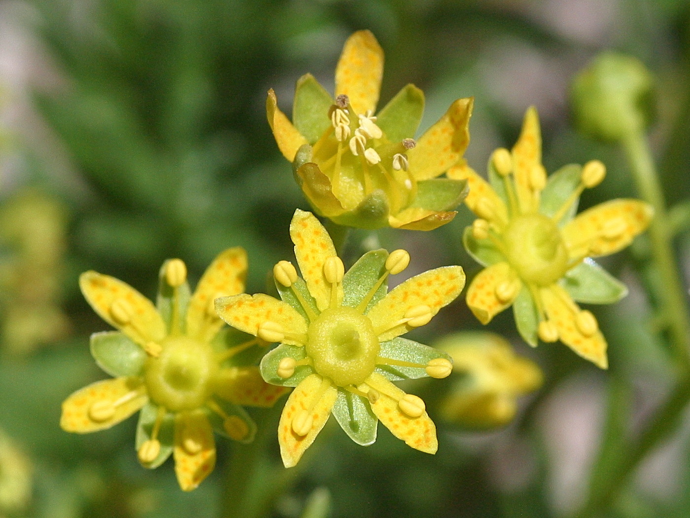 Afficher le média saxifraga_aizoides3bd saxifraga_aizoides3bd