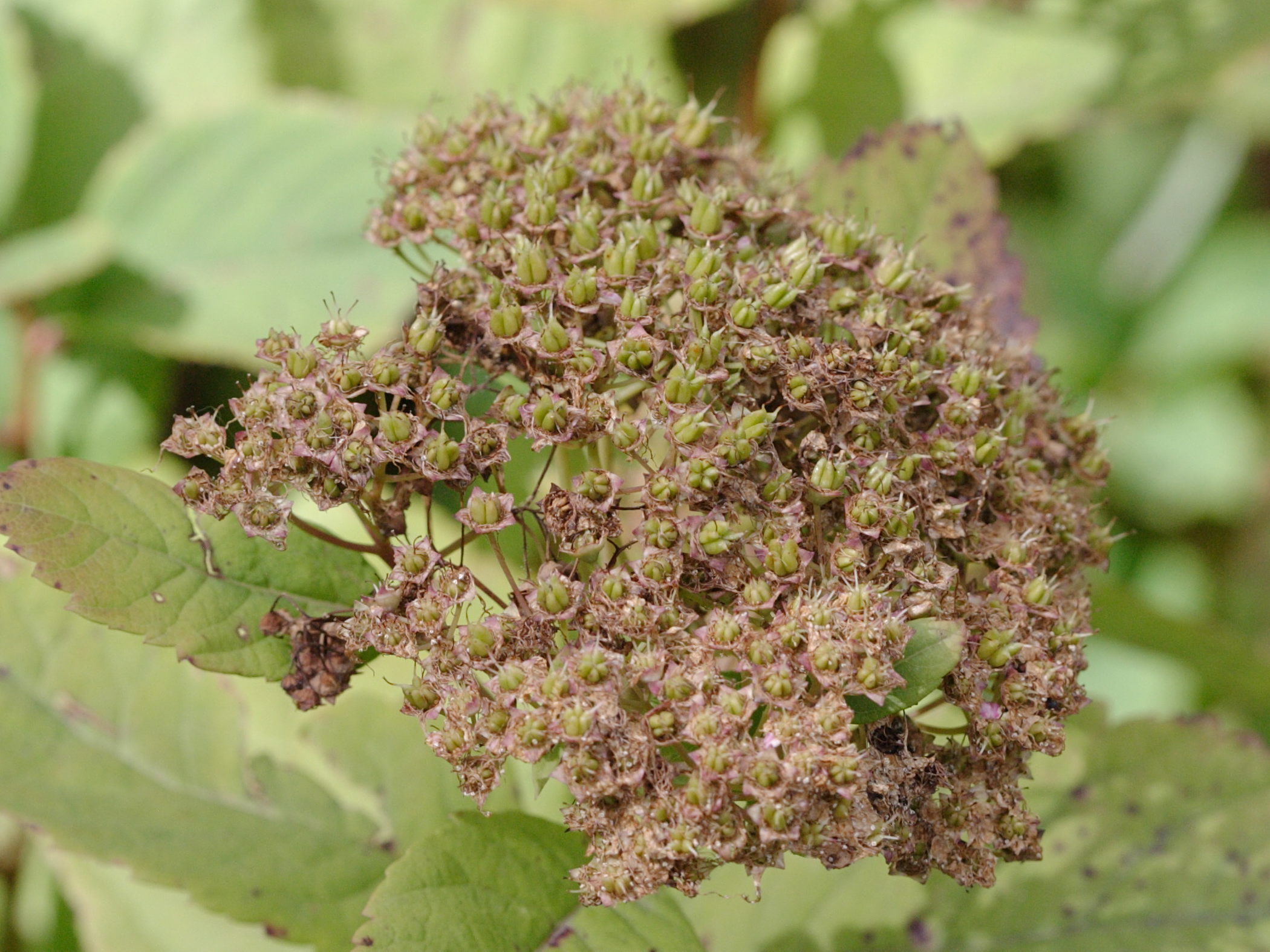 Afficher le média spiraea_betulifolia2bd spiraea_betulifolia2bd