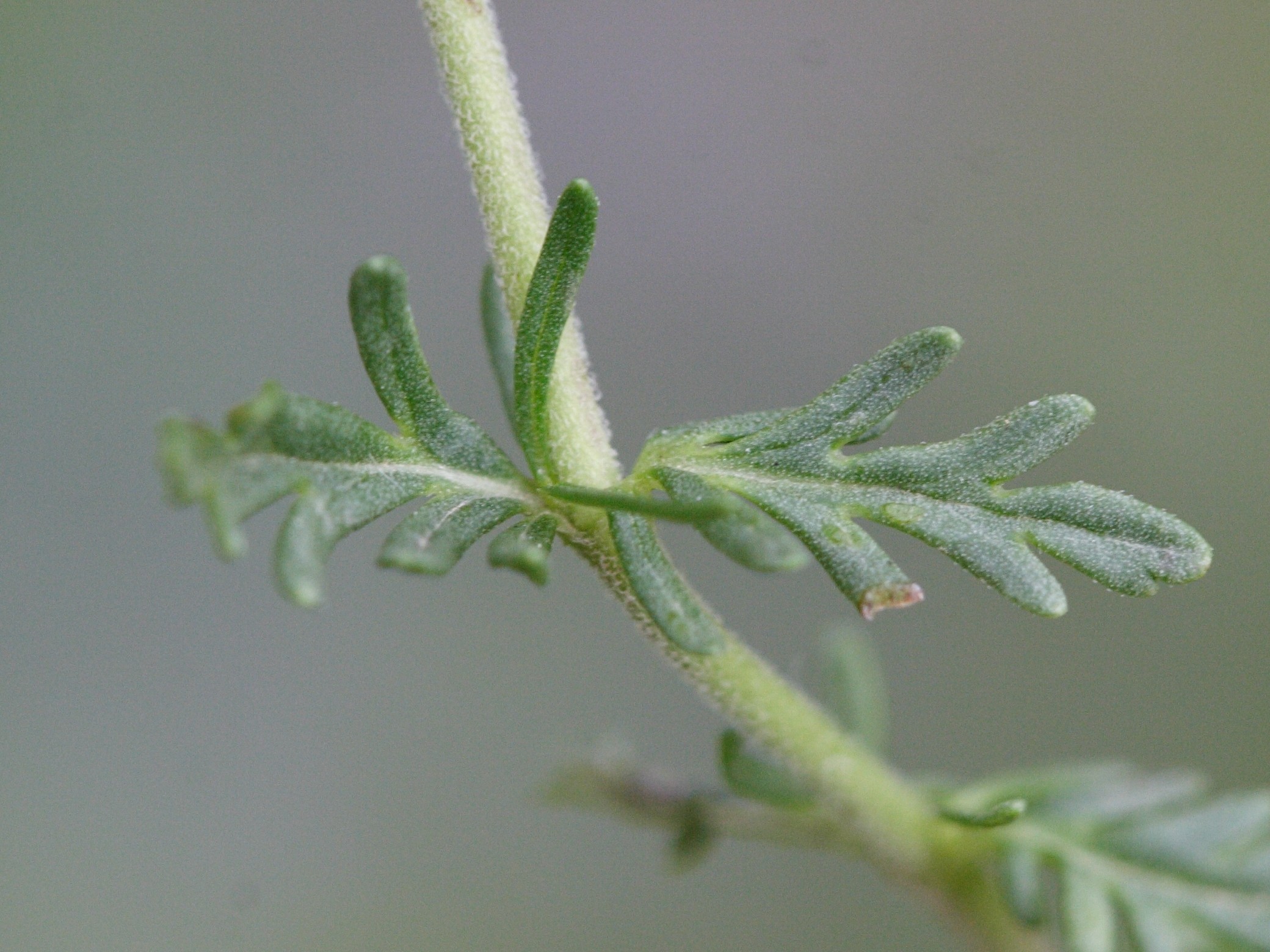 veronica_austriaca_jacquini7md