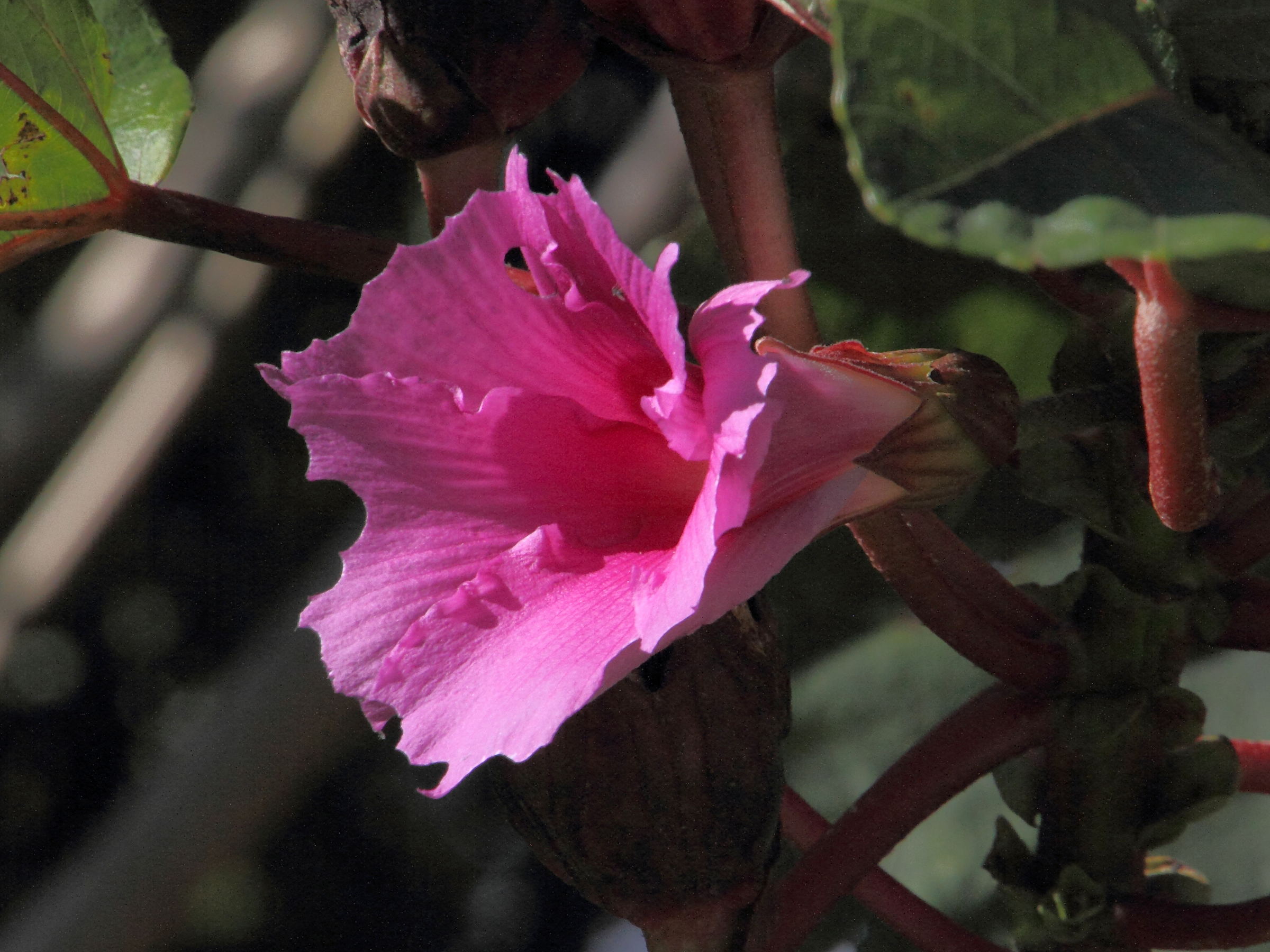 wercklea_insignis3md