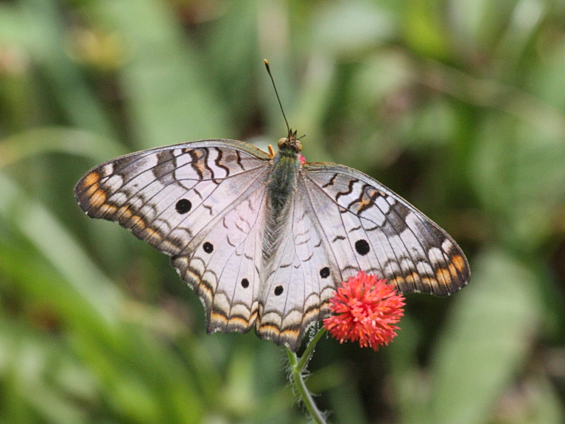 Anartia_jatrophae ssp. jatrophae