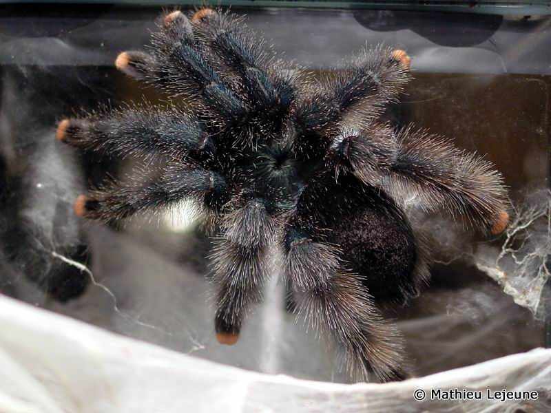 avicularia_metallica3ml