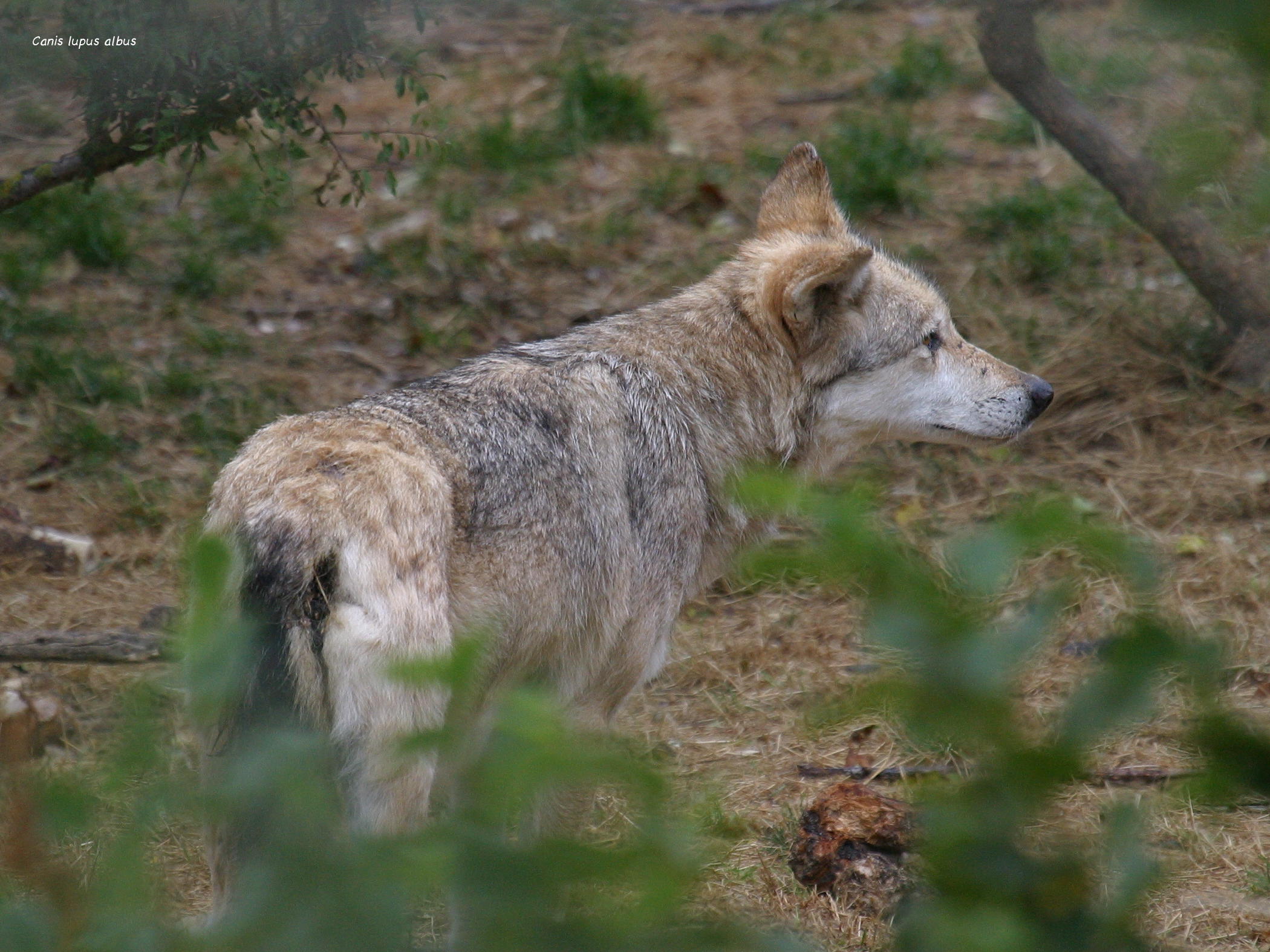 canis_lupus_albus2BD