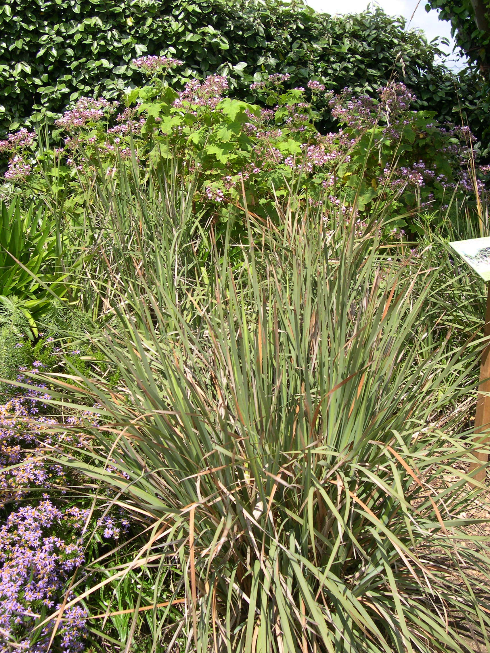 Dierama_pulcherrimum