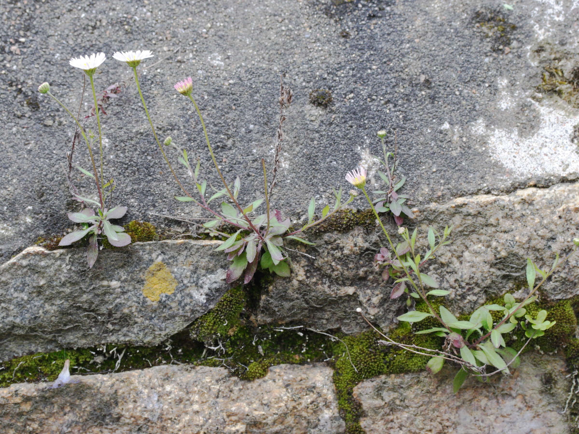 Erigeron_karvinskianus