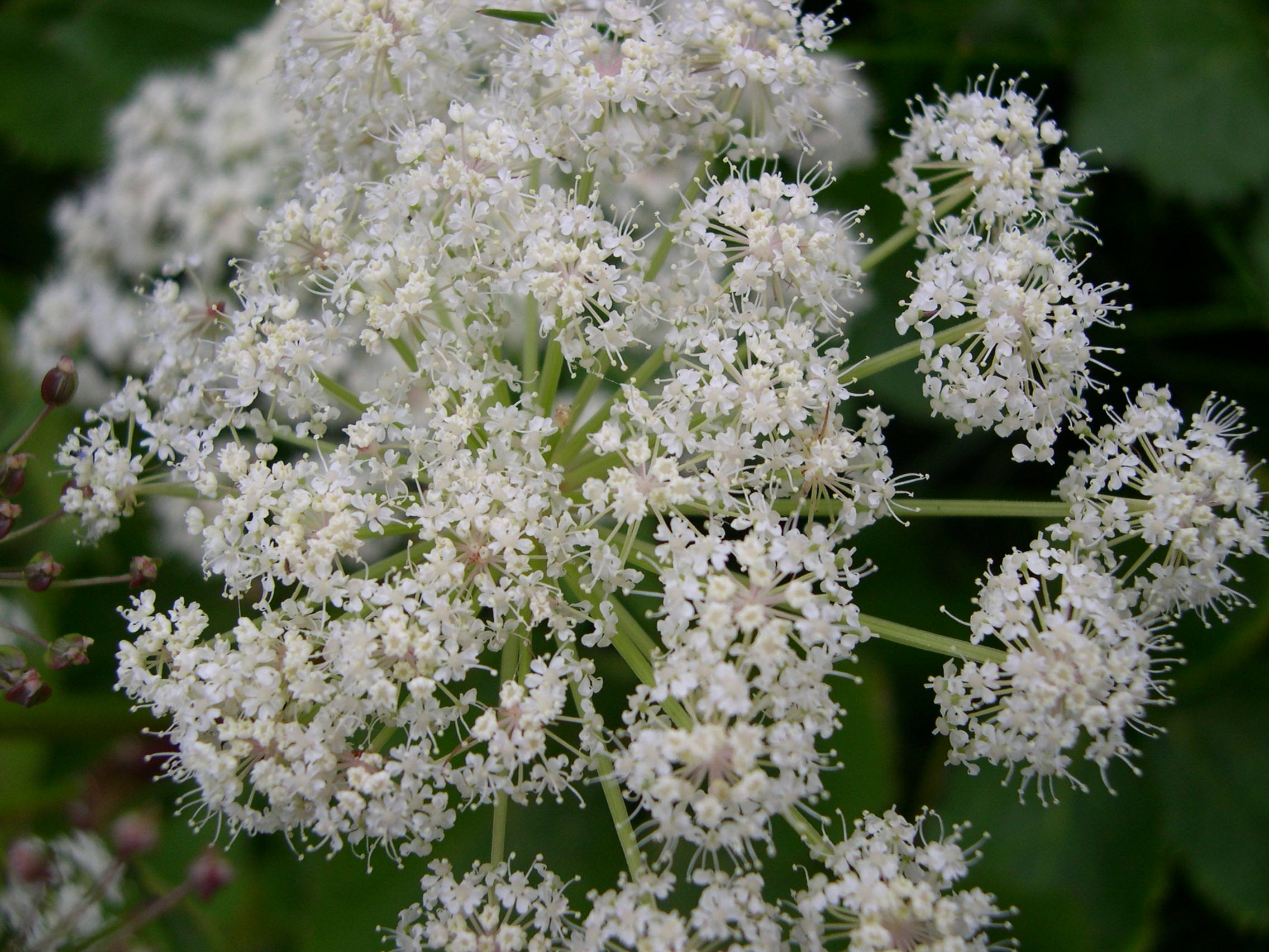 Imperatoria_ostruthium