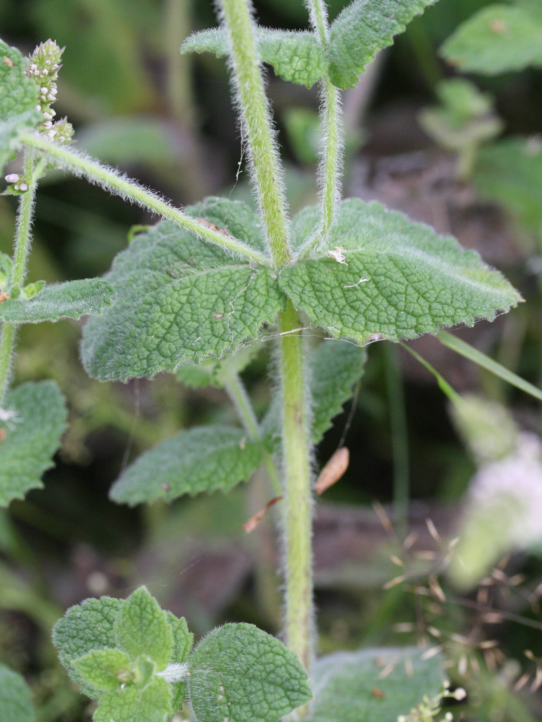 Mentha_suaveolens suaveolens