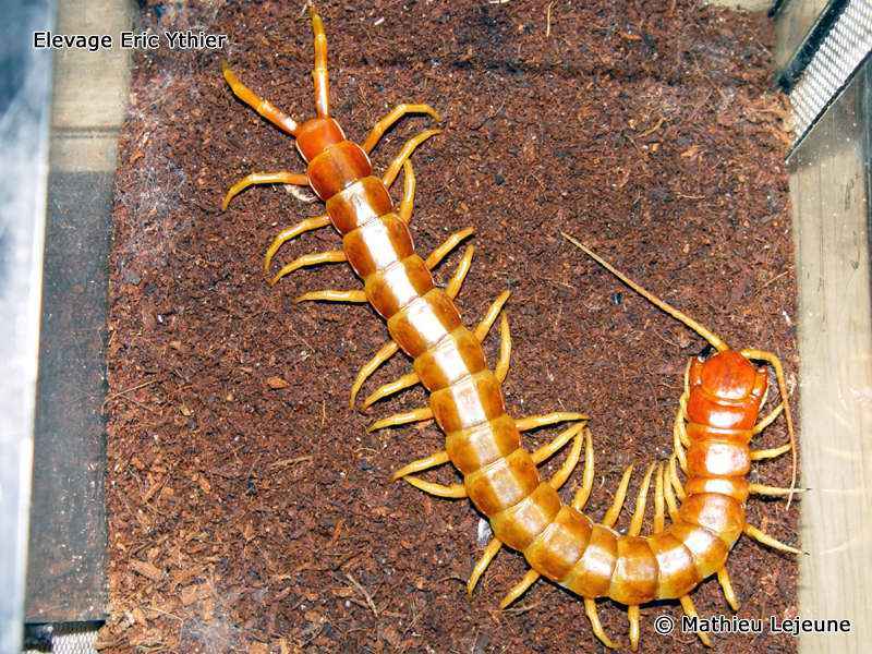 scolopendra_gigantea3ml
