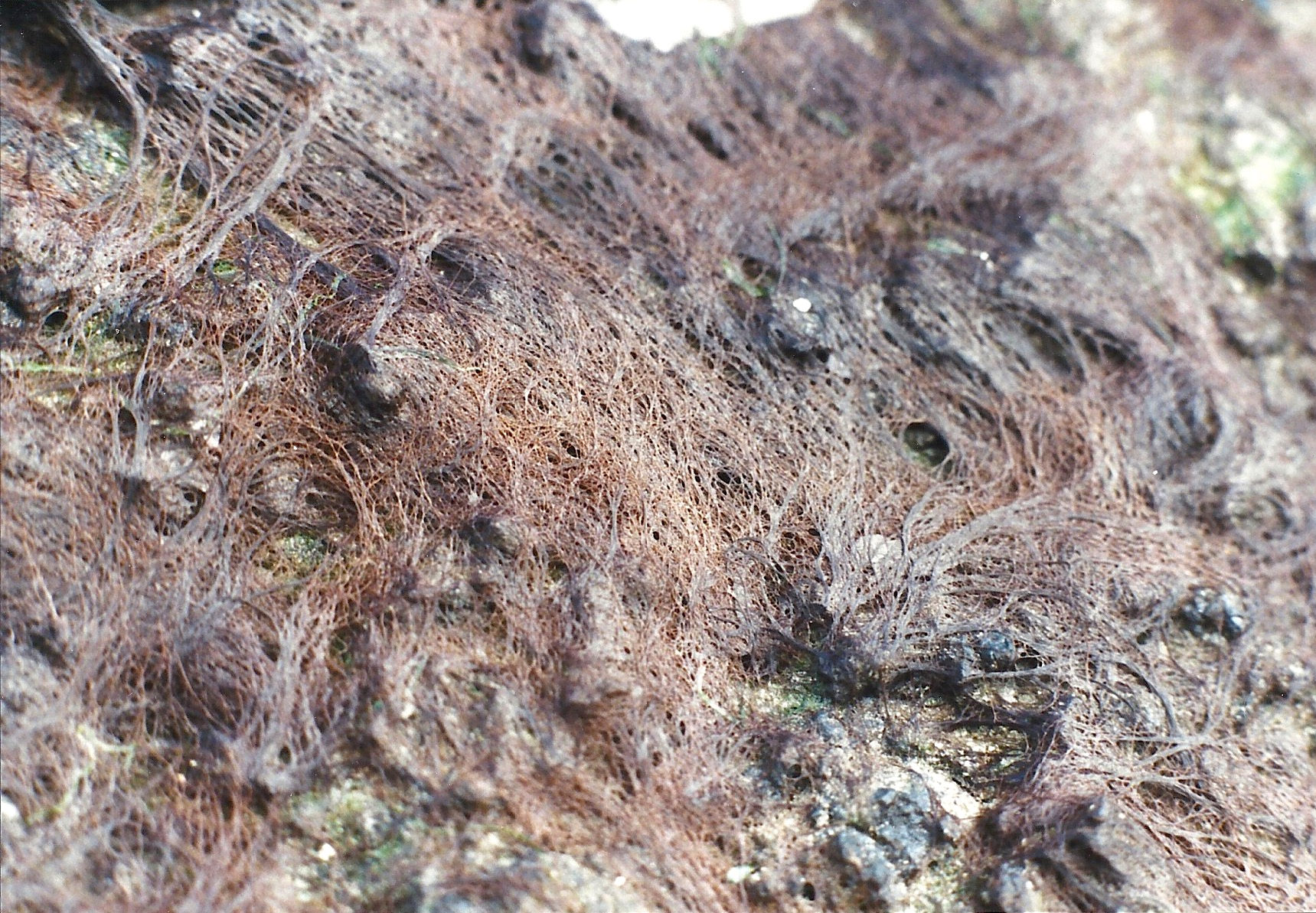 Afficher le média bangia_fuscopurpurea1md bangia_fuscopurpurea1md