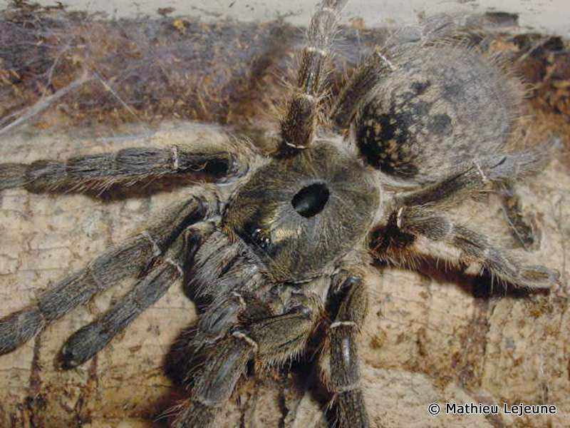 ceratogyrus_sanderi2ml