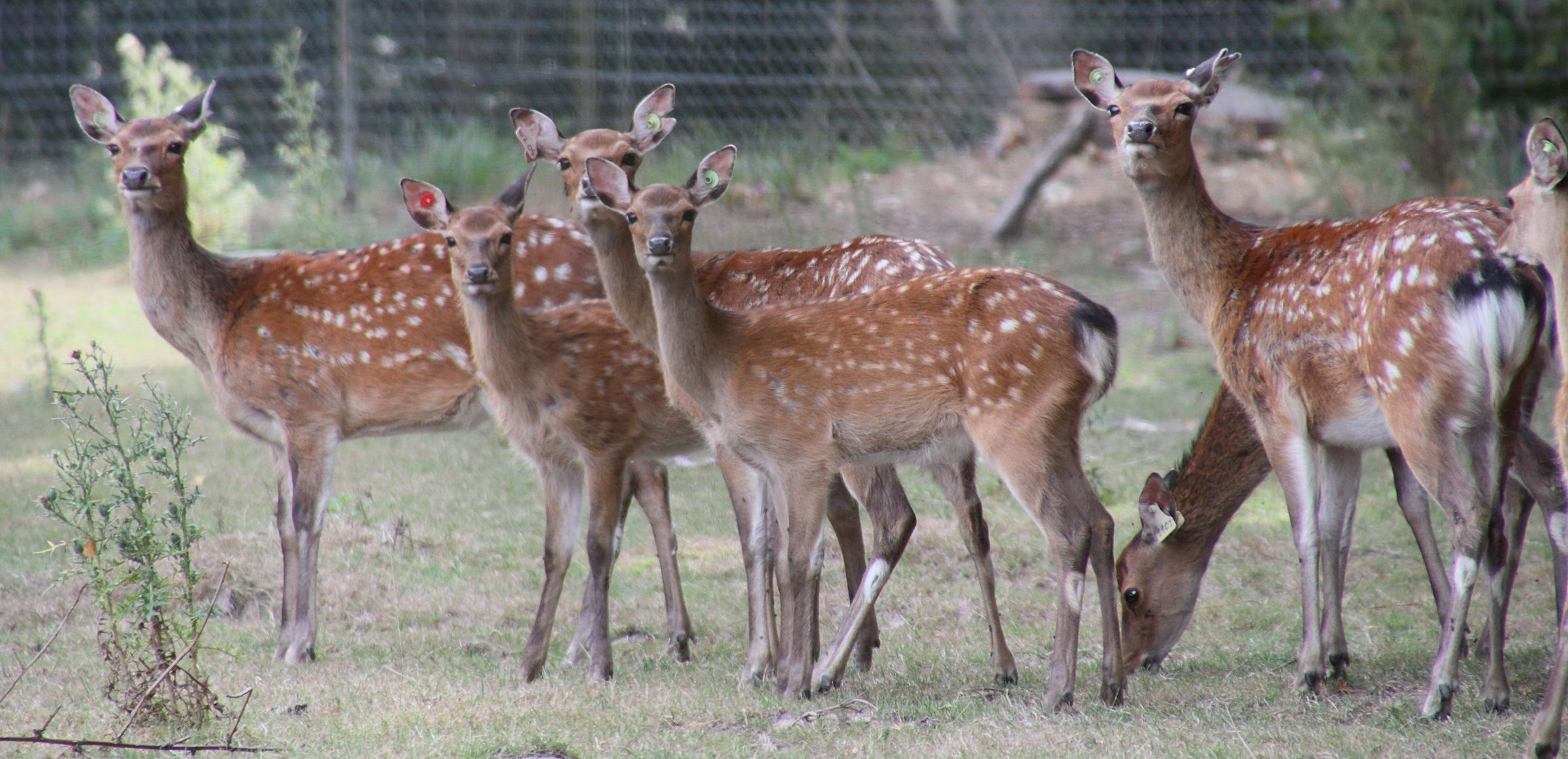 Cervus_nippon ssp. nippon