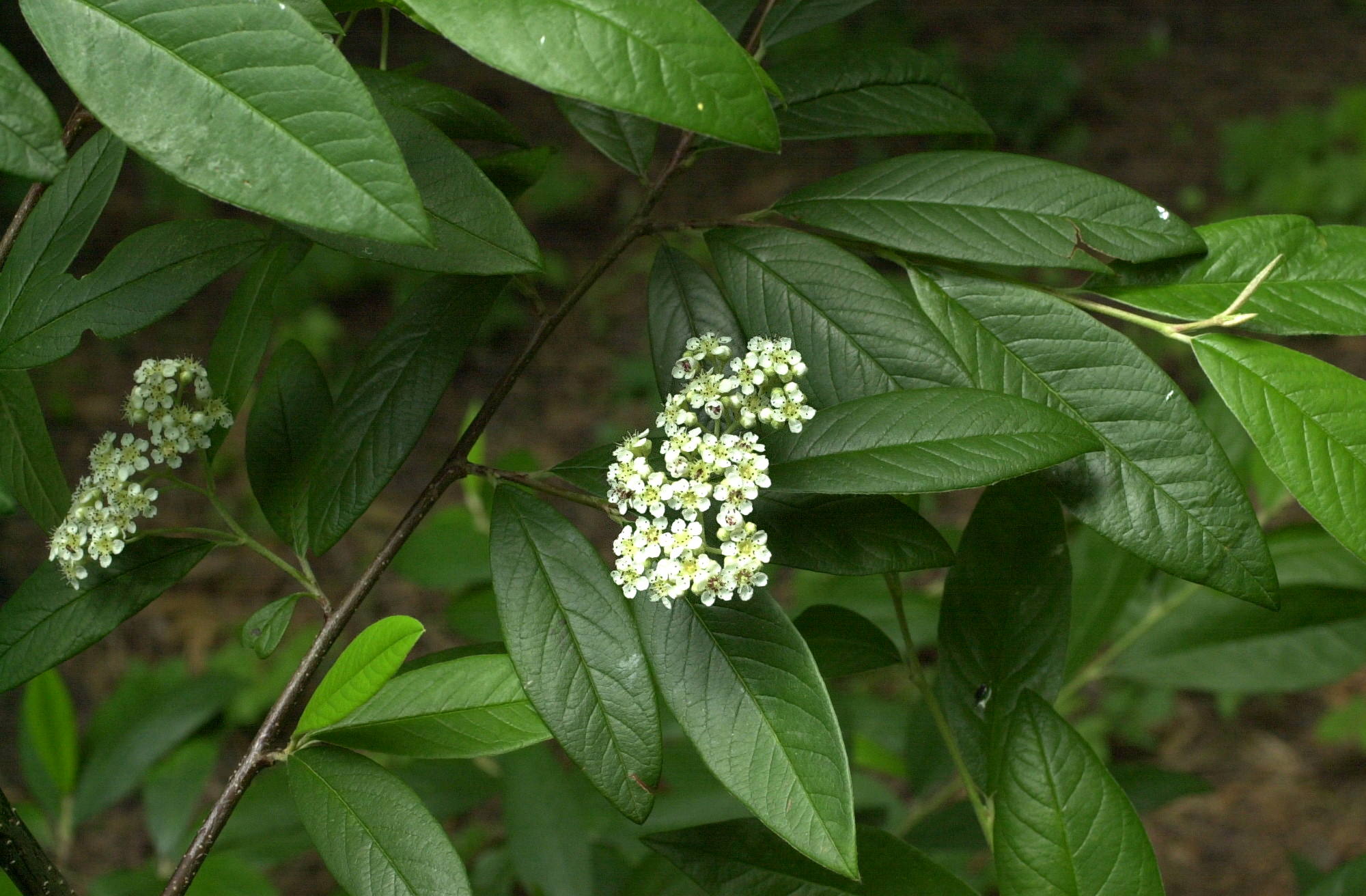 Afficher le média Cotoneaster_franchetii Cotoneaster_franchetii