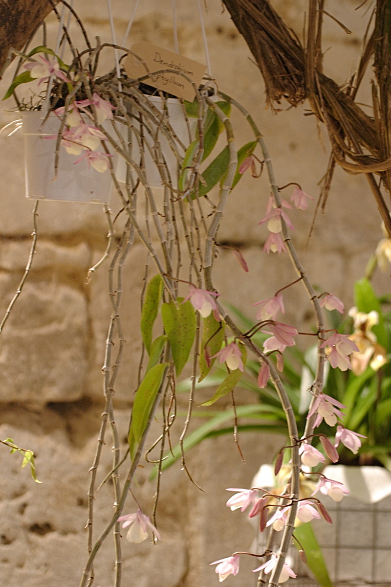 Dendrobium_cucullatum