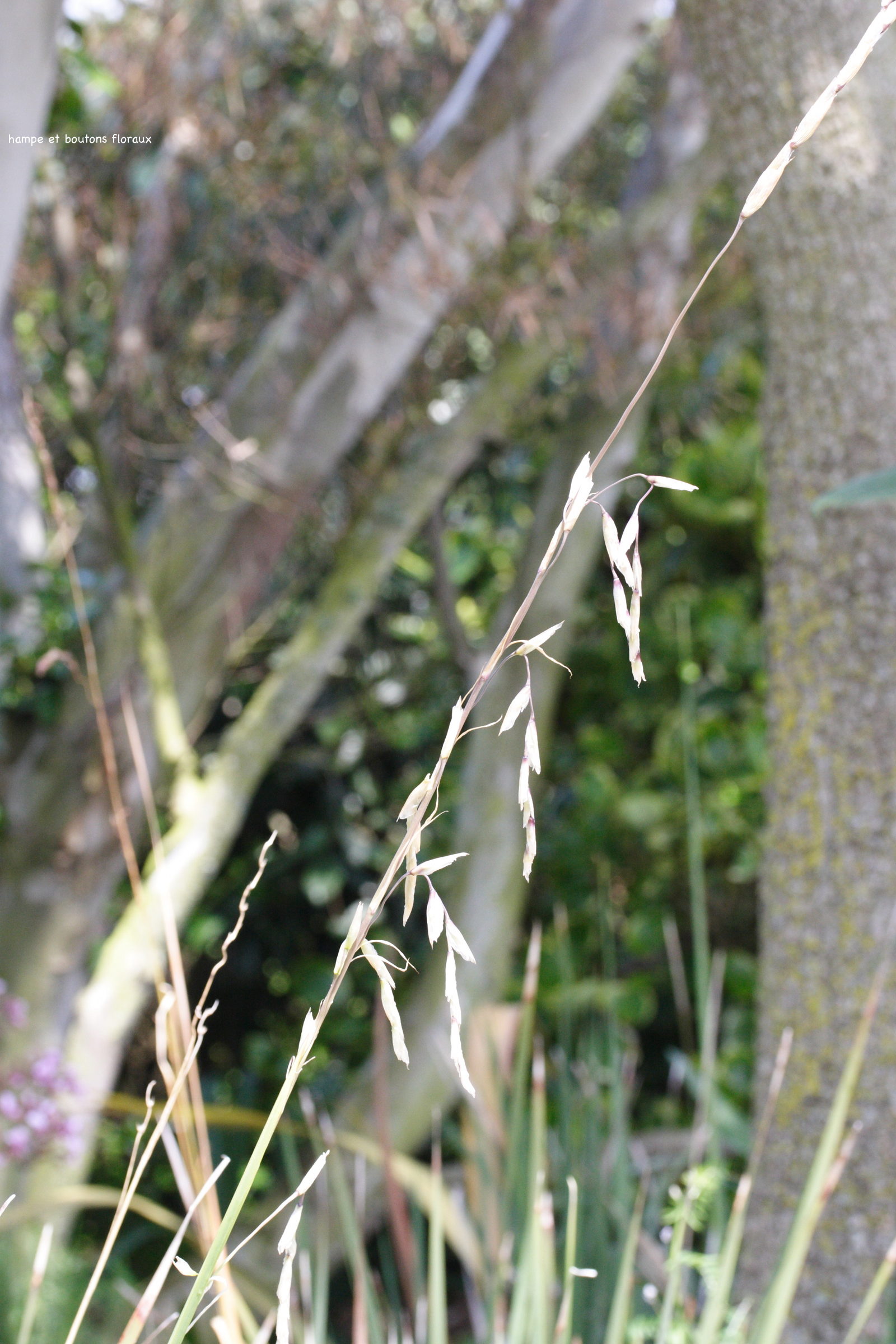 Dierama_pulcherrimum