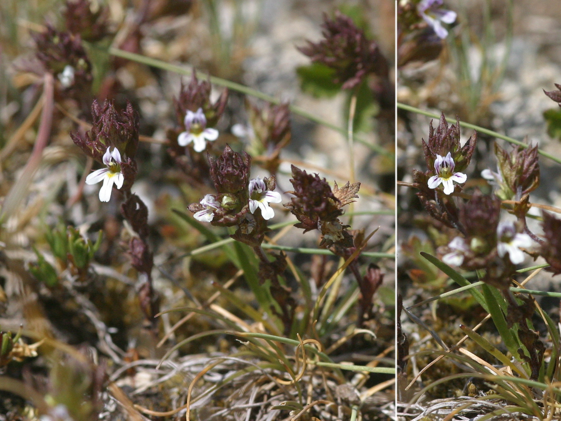 Afficher le média Euphrasia_officinalis rostkoviana Euphrasia_officinalis rostkoviana