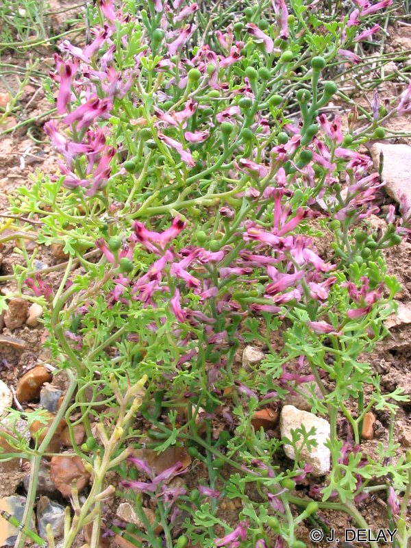 Afficher le média Fumaria_officinalis wirtgenii Fumaria_officinalis wirtgenii