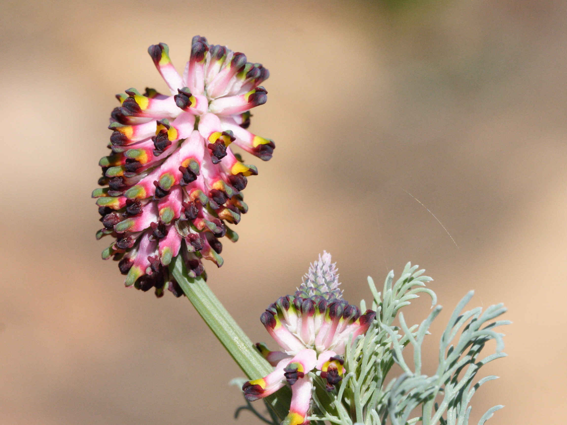 Platycapnos_spicata ssp. spicata