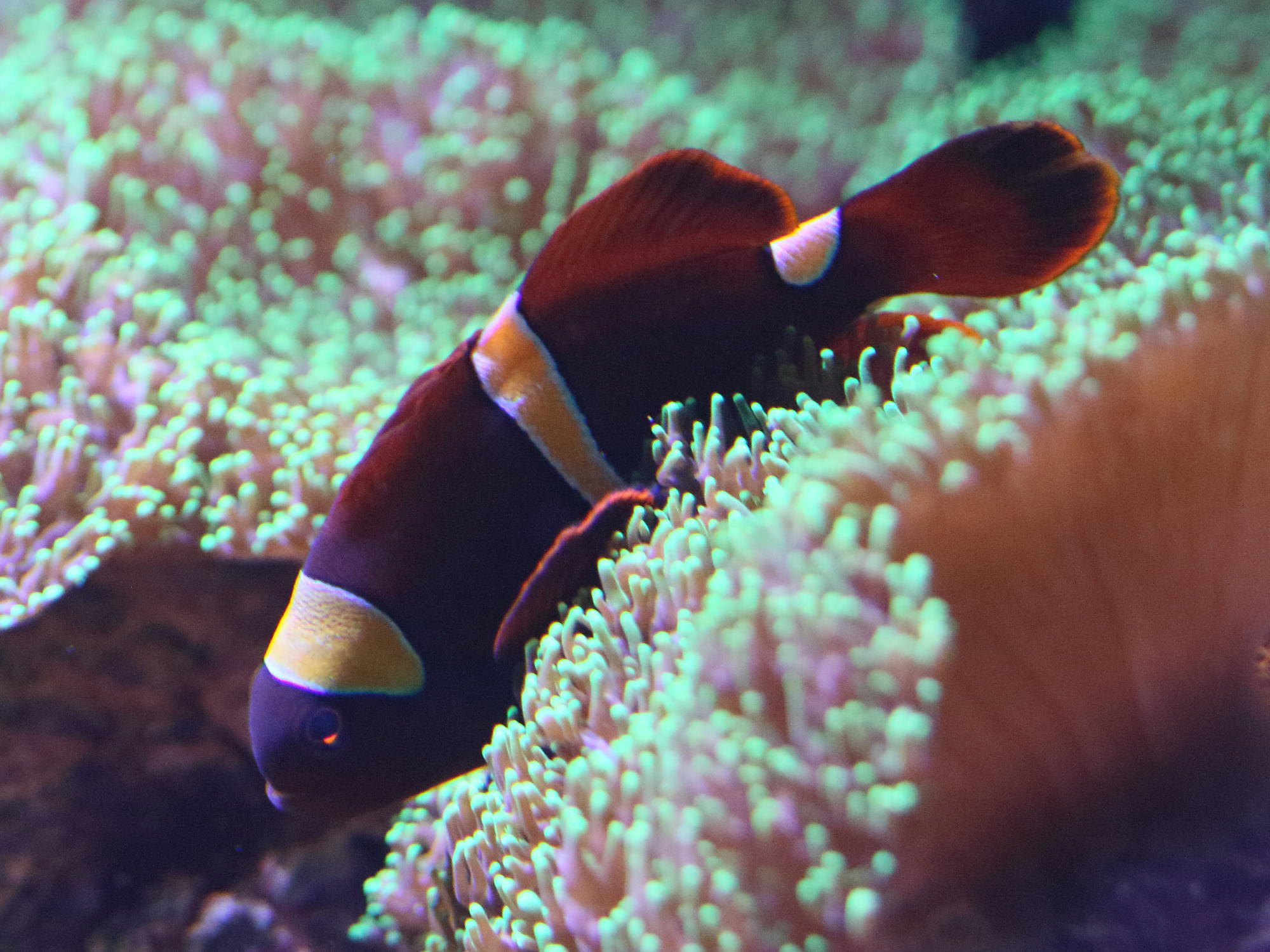 premnas_biaculeatus2bd