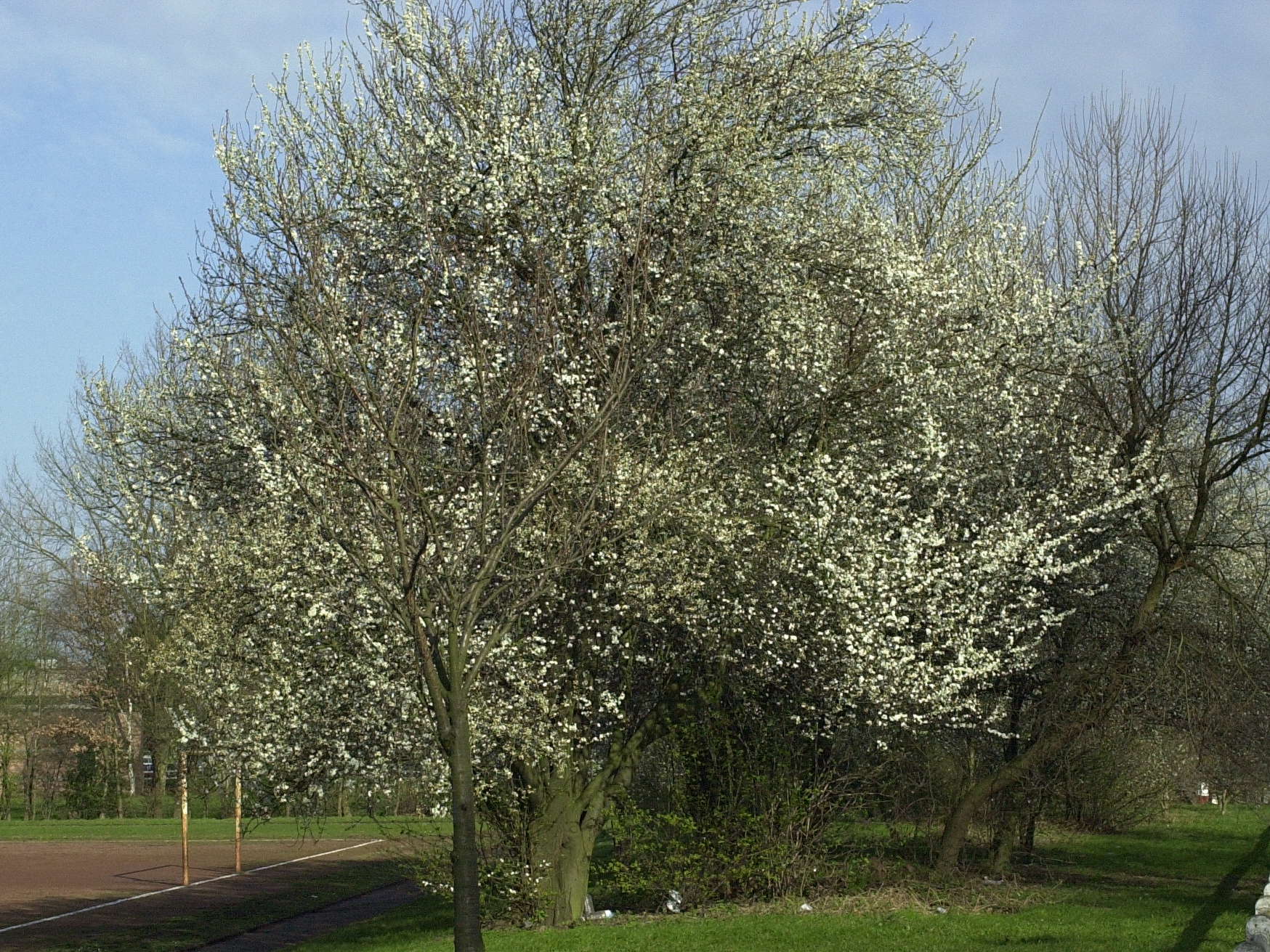 Prunus_cerasifera
