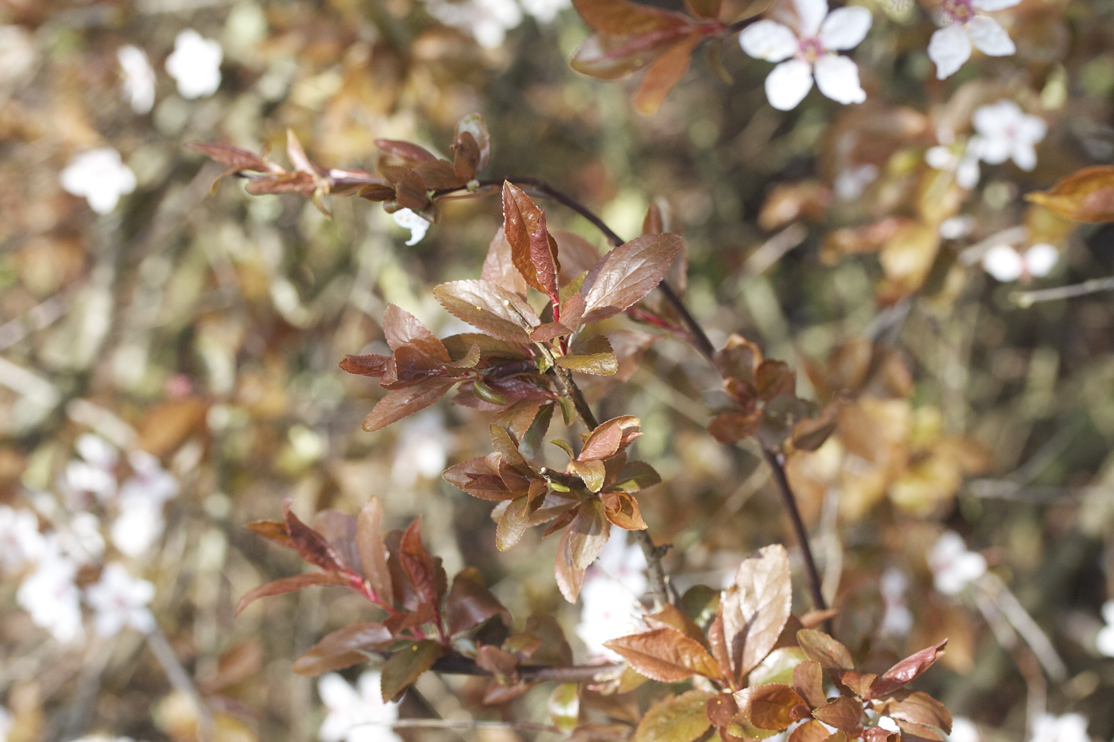 Afficher le média Prunus_cerasifera f. atropurpurea Prunus_cerasifera f. atropurpurea