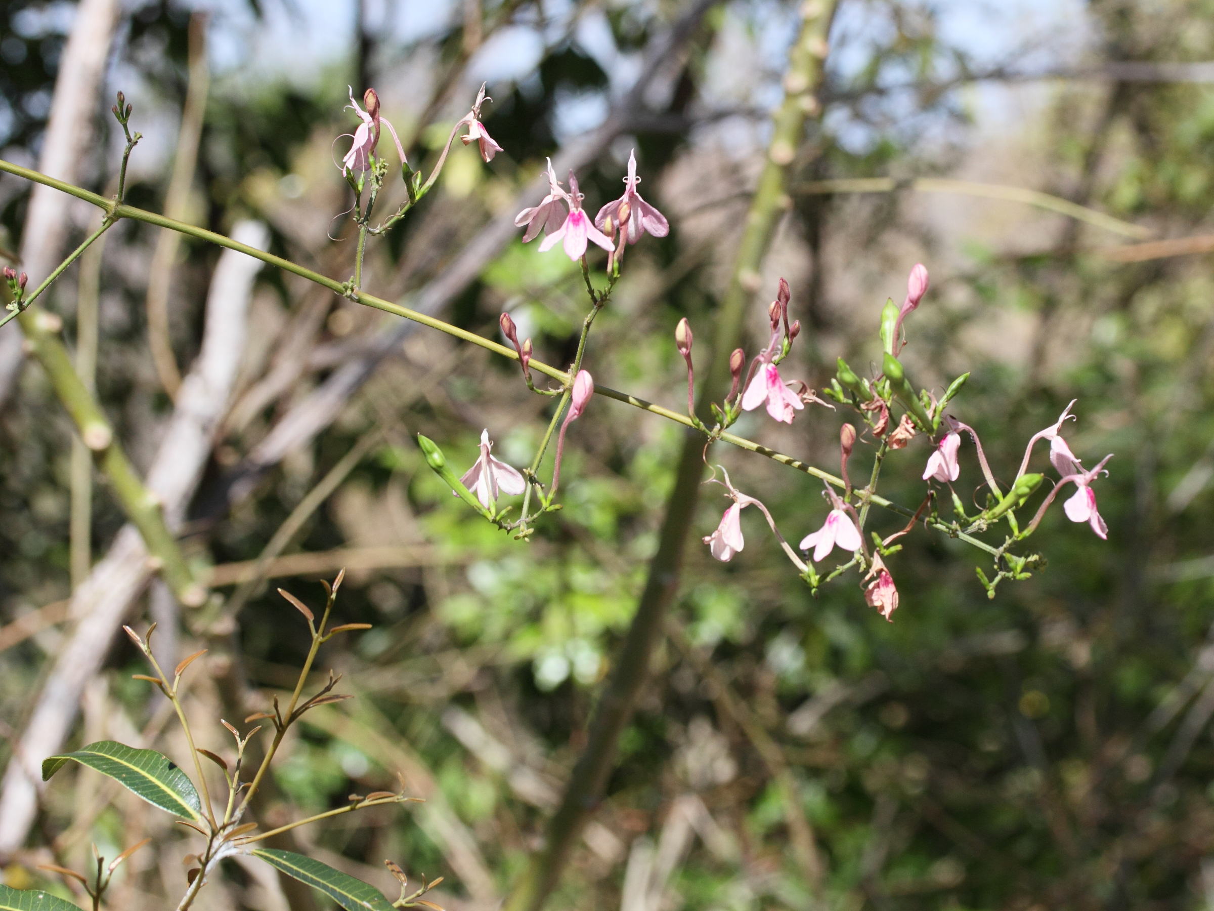 Rhinacanthus_osmospermus