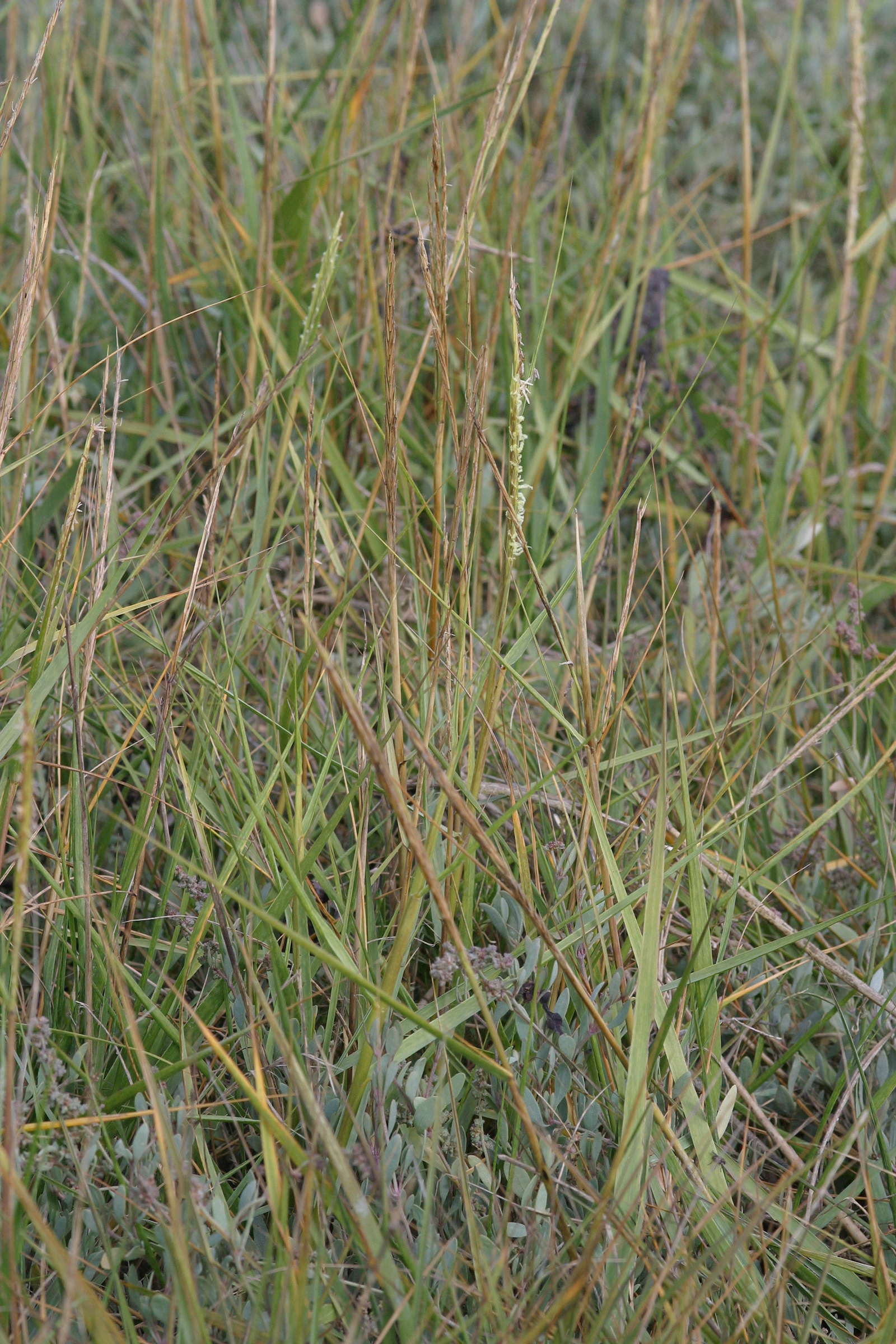 Spartina_anglica