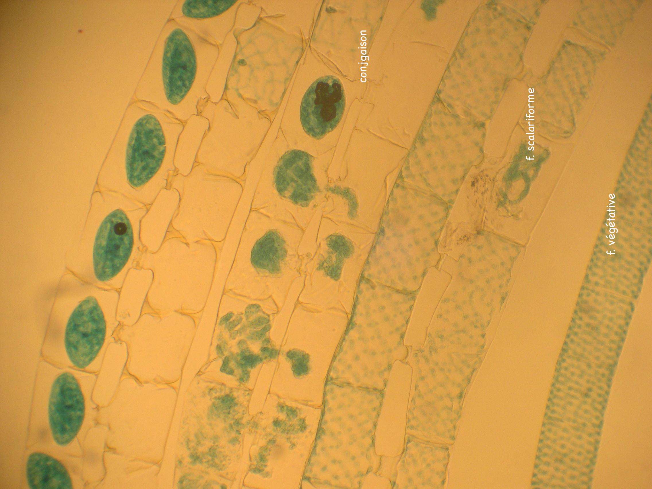 Spirogyra_sp